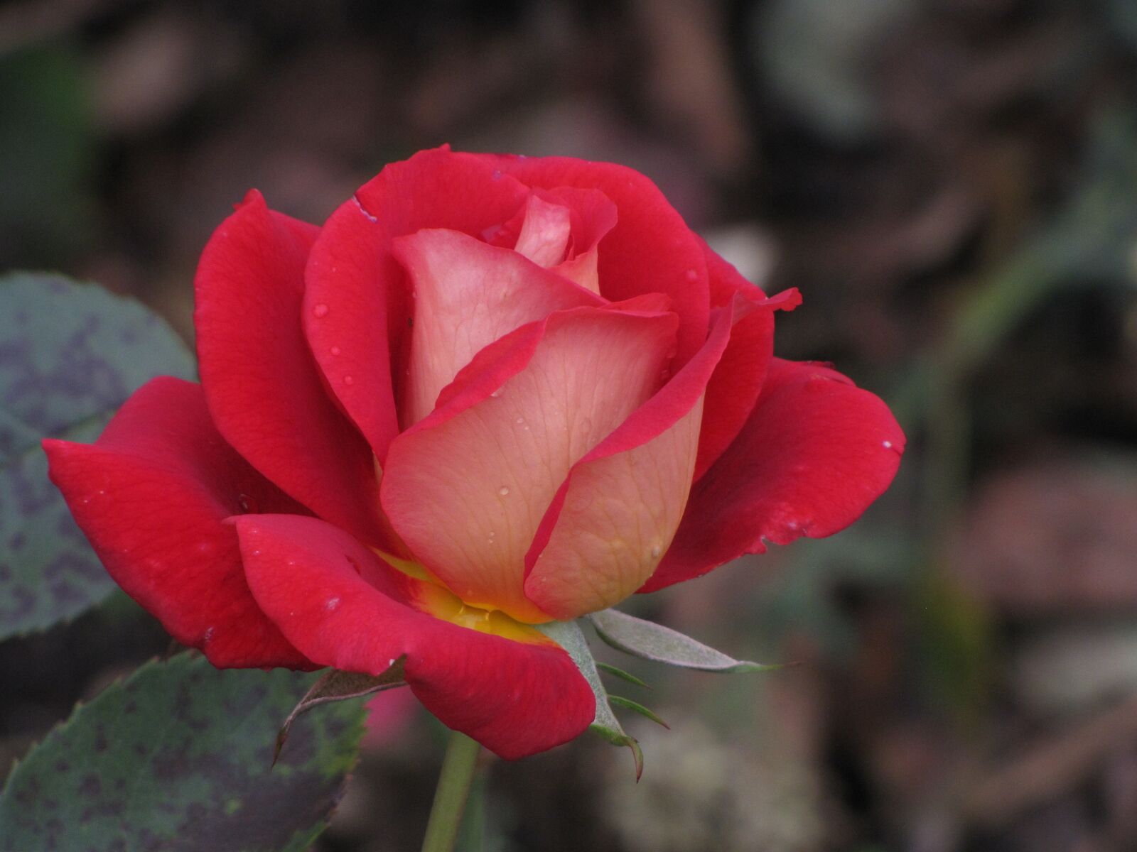 Canon PowerShot SX10 IS sample photo. Rose, red, hell photography