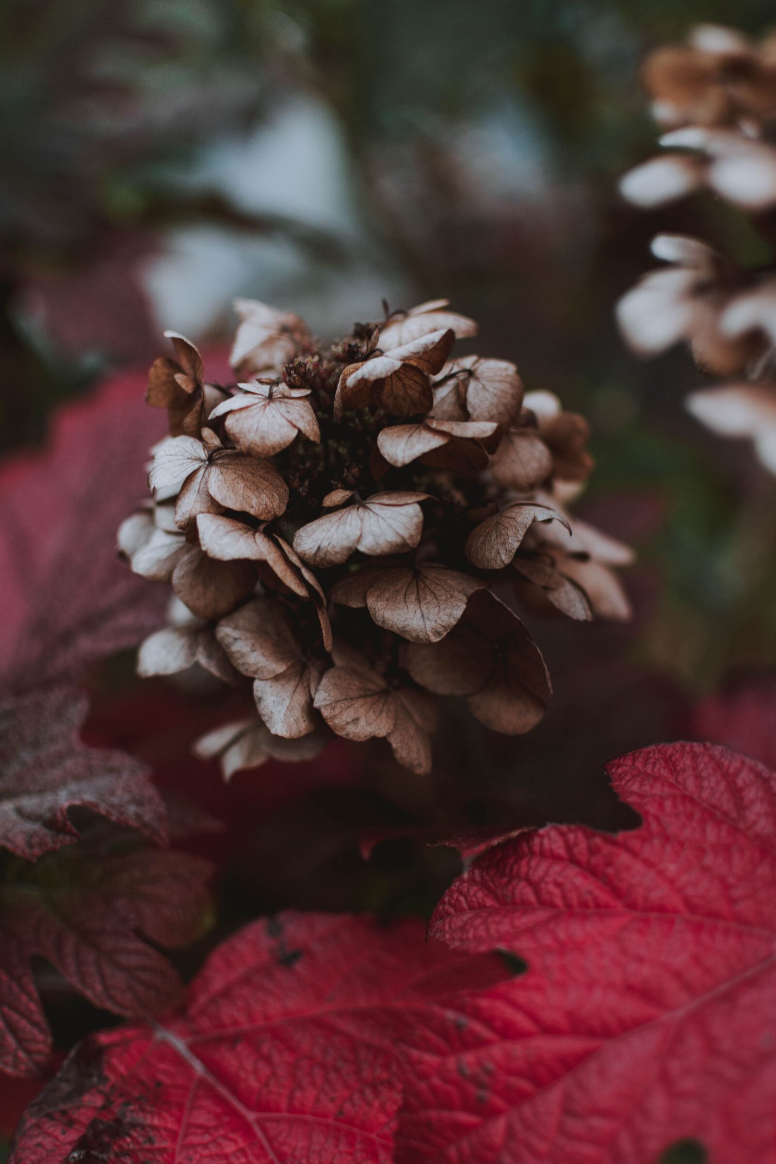 Nikon D5200 sample photo. Blossom, bloom, autumn photography