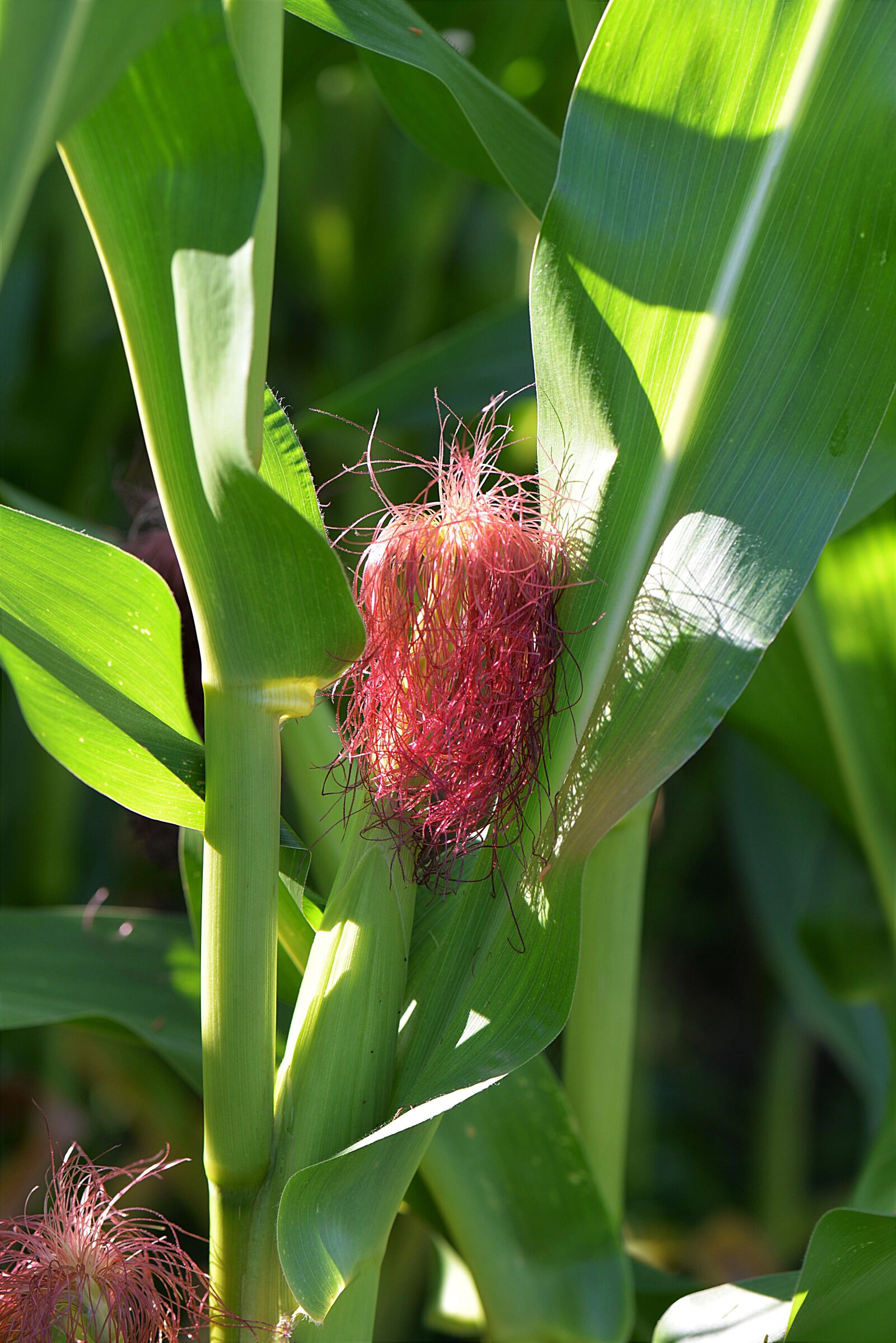 Nikon D610 sample photo. Corn, stylus, piston photography