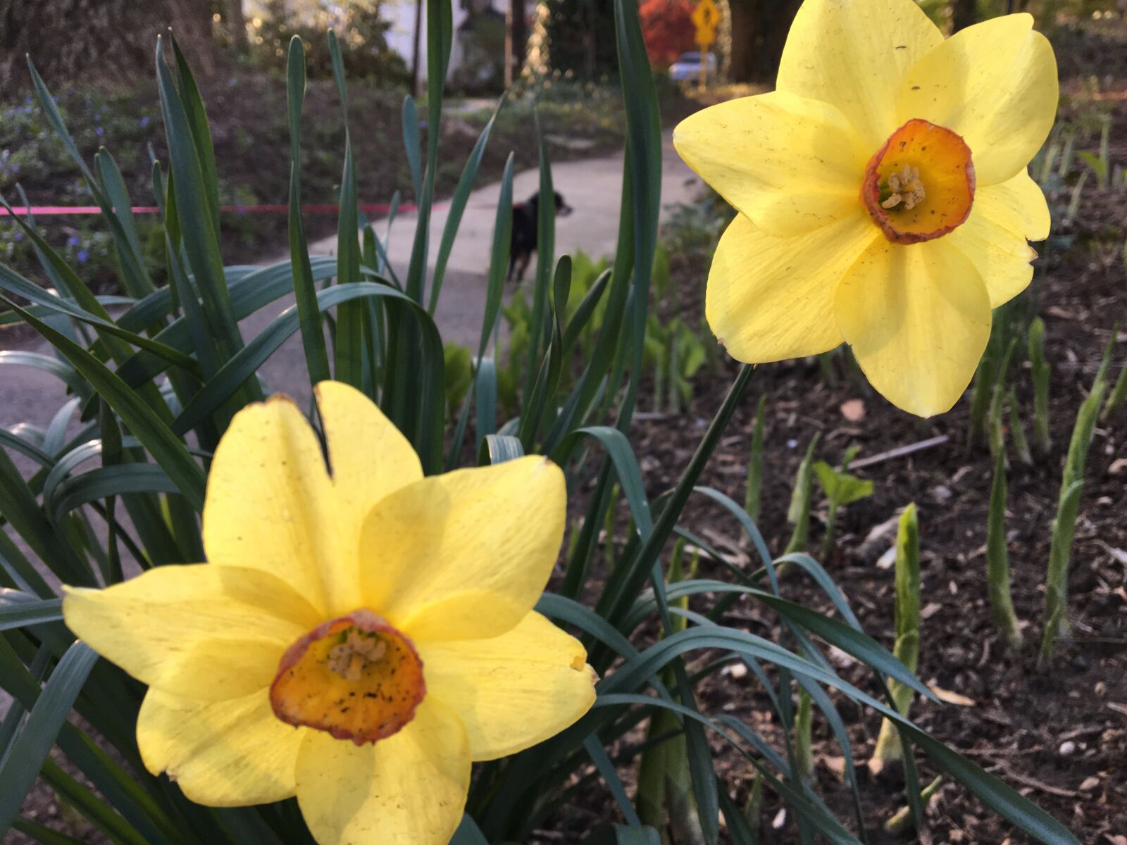 Apple iPhone 6s sample photo. Daffodils, flower, spring photography