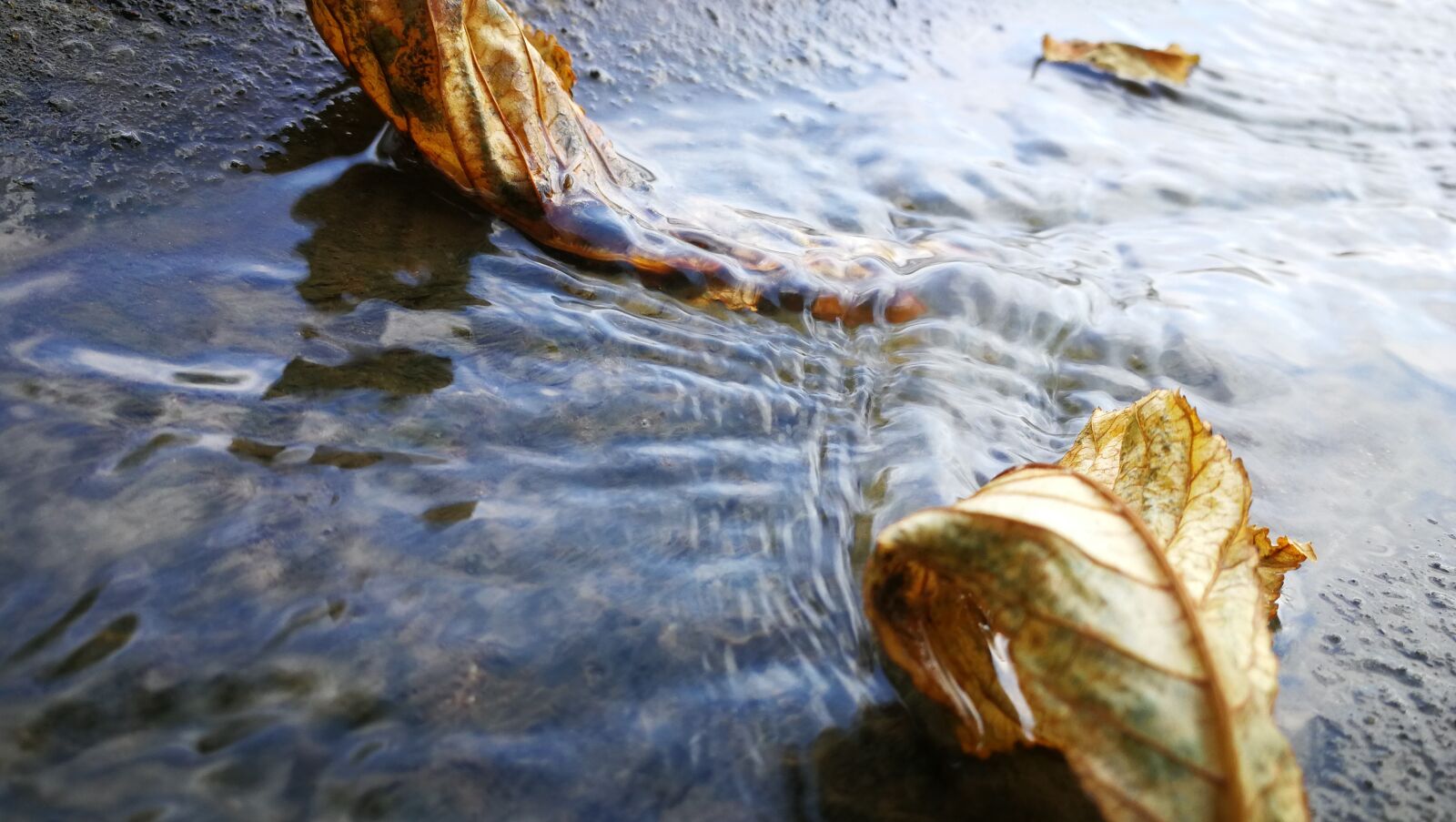 HUAWEI P10 sample photo. Water, leaves, nature photography