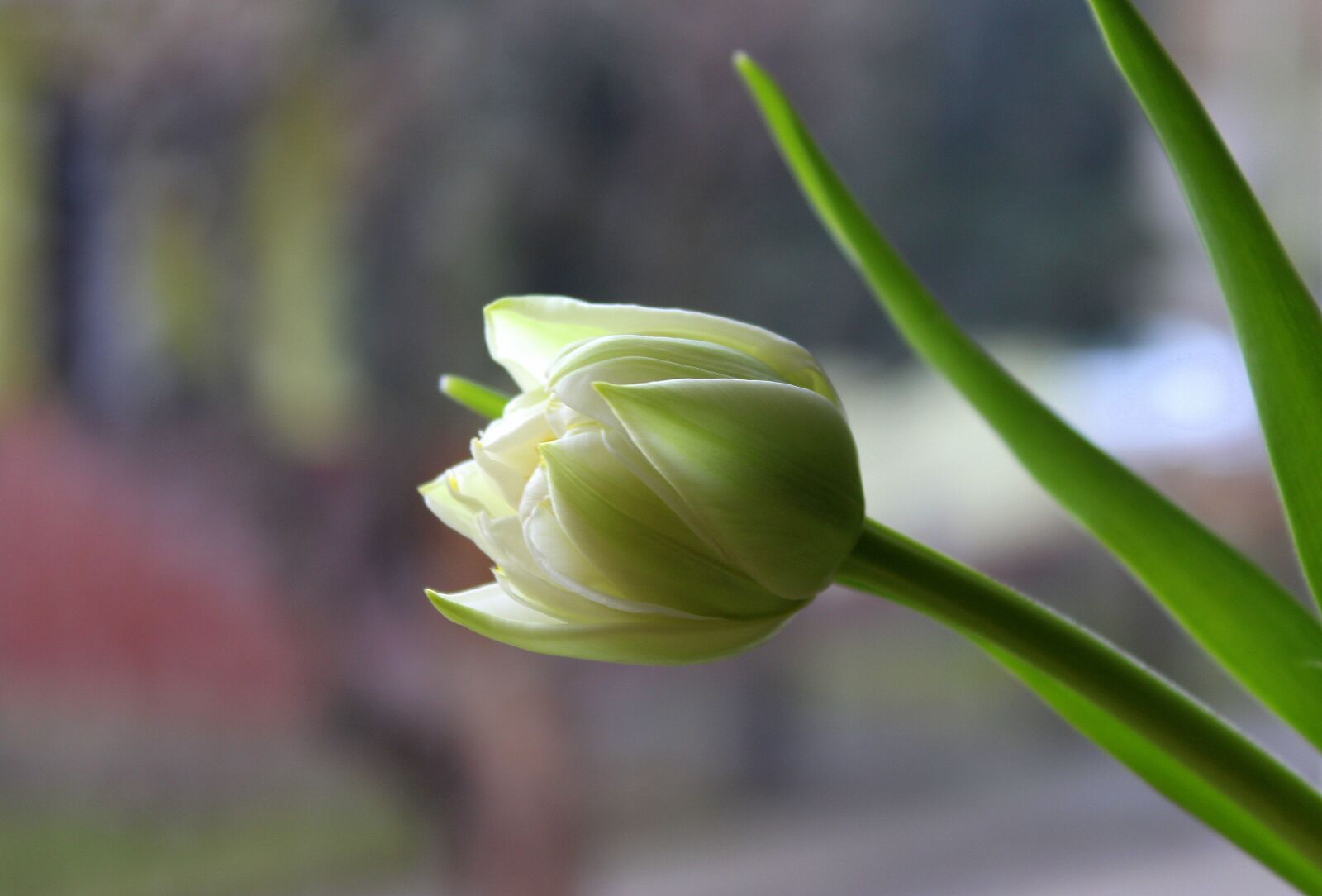 Canon EOS 1200D (EOS Rebel T5 / EOS Kiss X70 / EOS Hi) sample photo. Tulip, spring flowers, nature photography