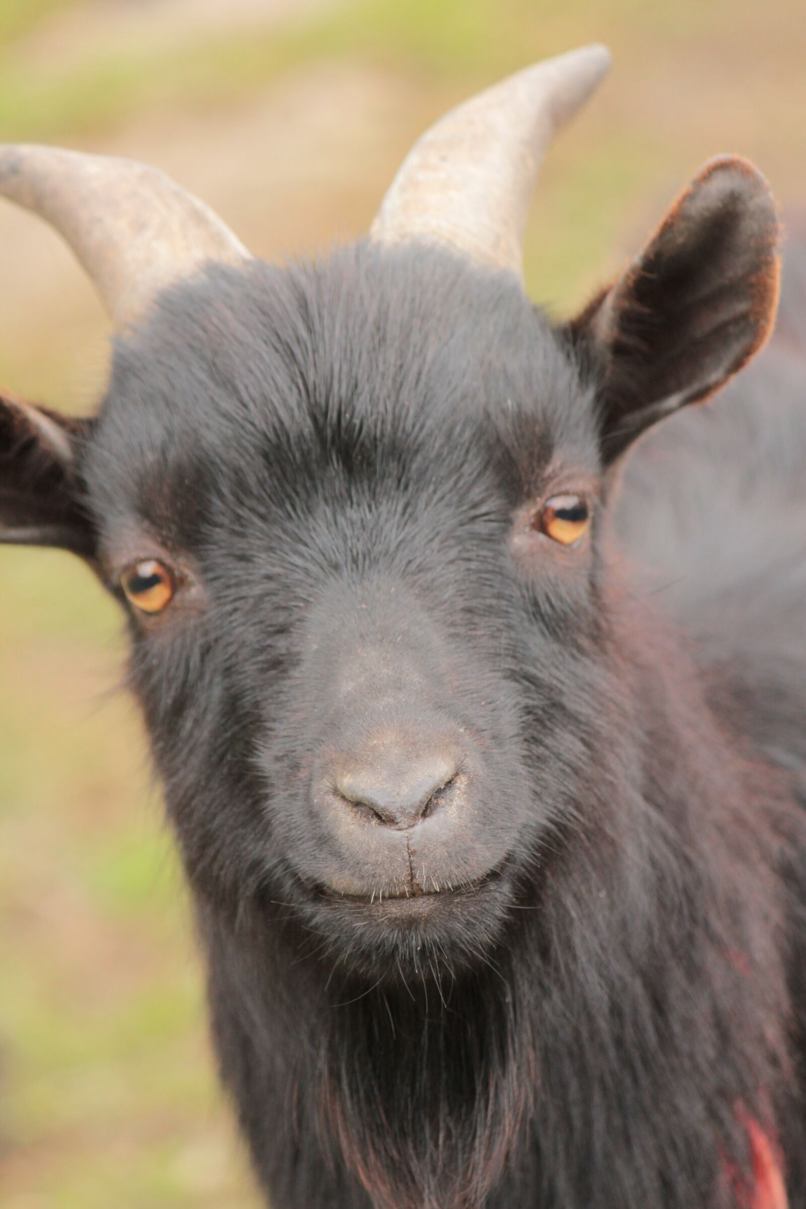 Canon EOS 550D (EOS Rebel T2i / EOS Kiss X4) sample photo. Animal, head, goat photography