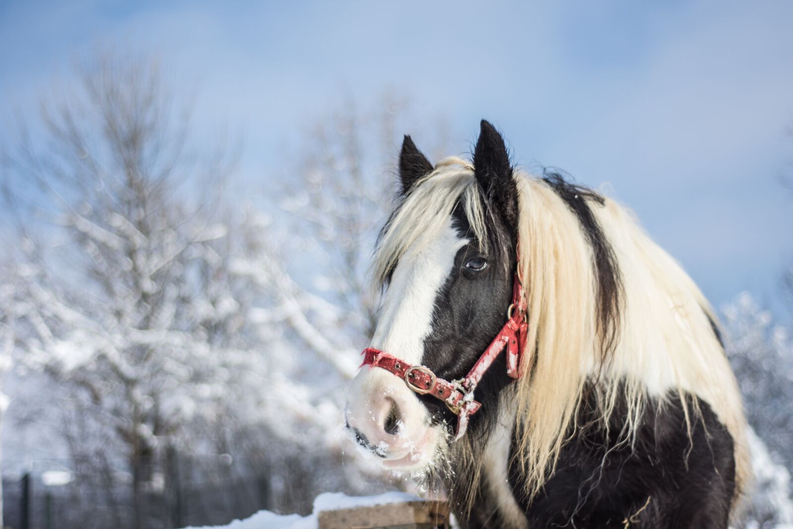 Nikon D7200 sample photo. Horse, winter, snow photography