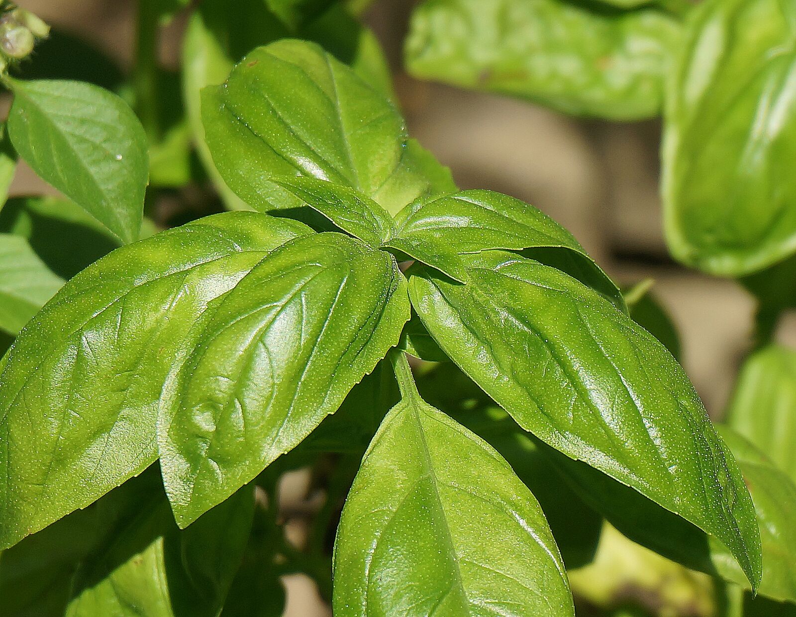 Sony Alpha NEX-5T sample photo. Basil, culinary herb, herb photography