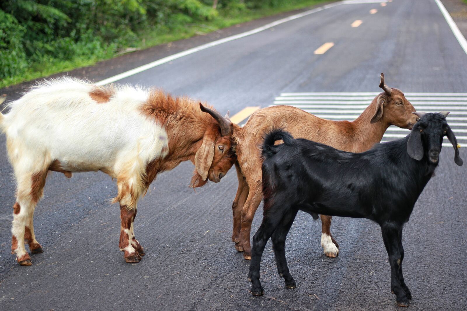 Canon EOS 500D (EOS Rebel T1i / EOS Kiss X3) sample photo. Goat, animals, on the photography