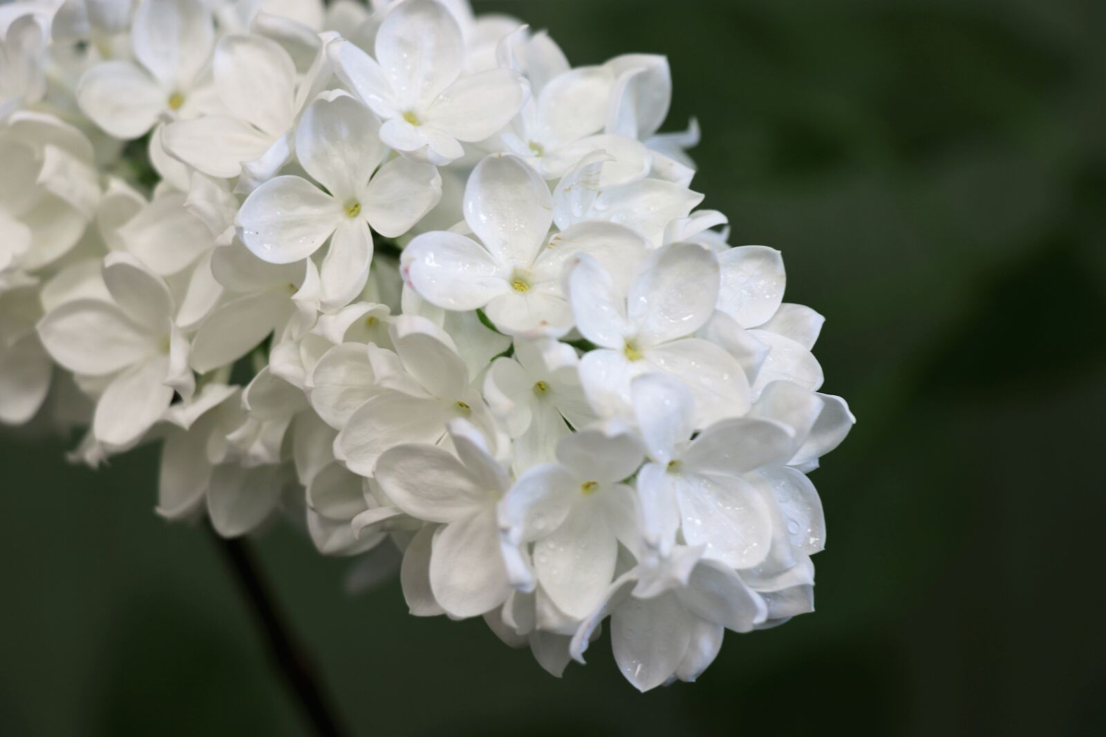 Canon EOS 77D (EOS 9000D / EOS 770D) sample photo. Lilac, white, spring photography