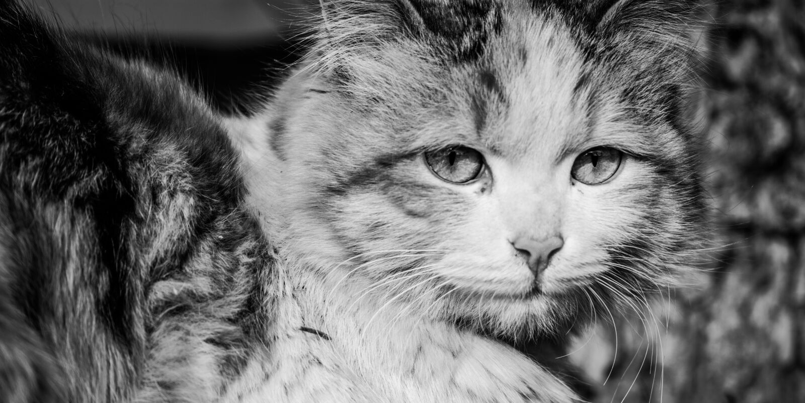Nikon D5200 sample photo. Cat, animals, pet photography