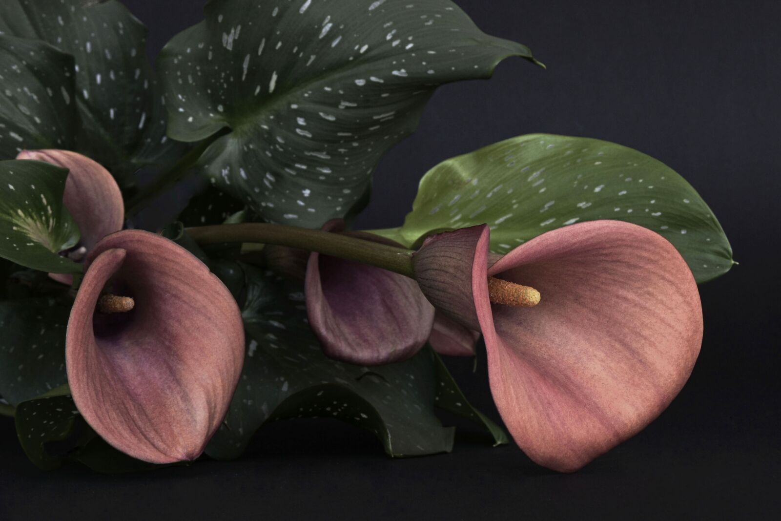 Nikon D7100 sample photo. Calla, flower, flowers photography