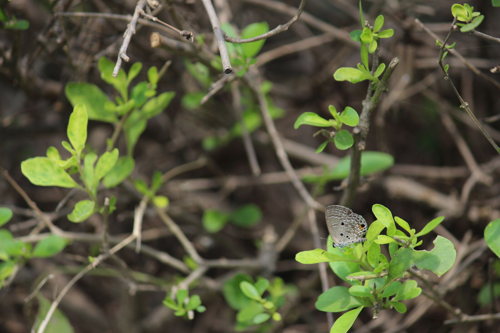 Canon EOS 700D (EOS Rebel T5i / EOS Kiss X7i) sample photo. Butterfly, butterfly, on, a photography