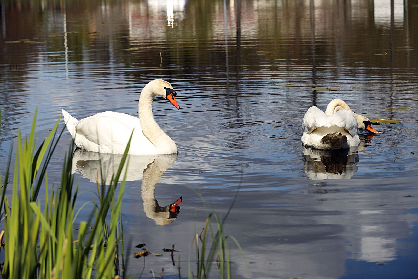 Canon EOS R sample photo. Swan, bird, water photography