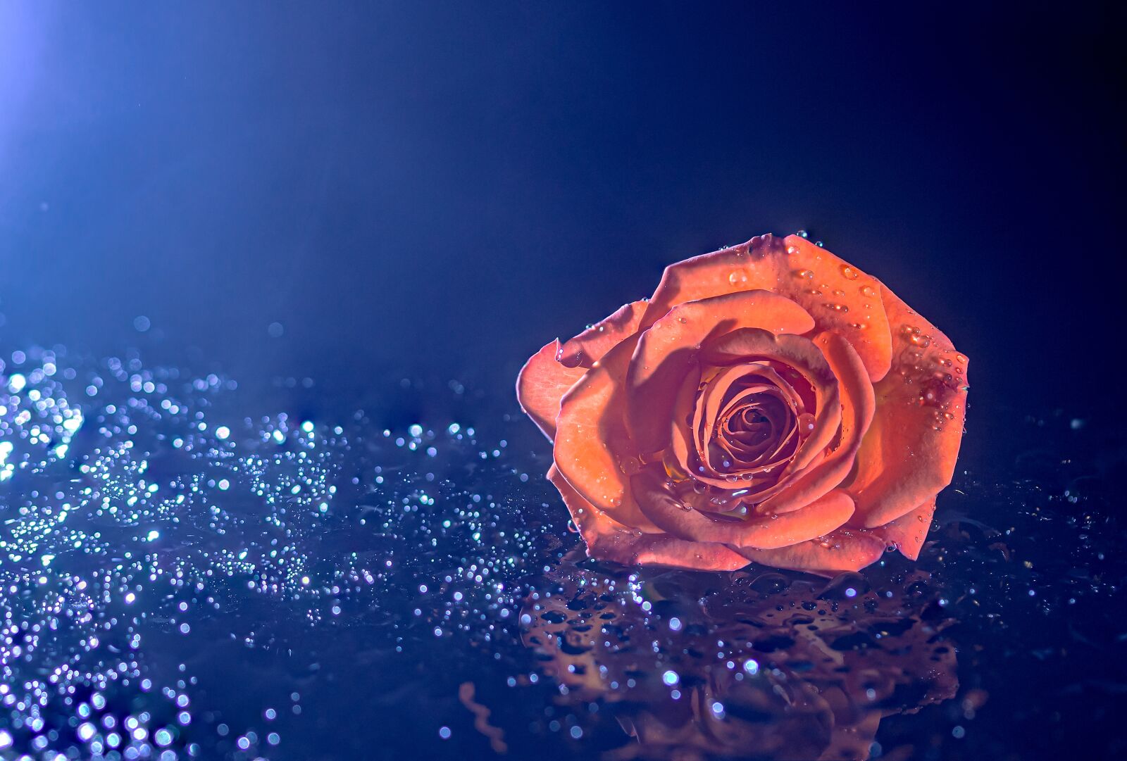 Canon EF-S 60mm F2.8 Macro USM sample photo. Rose, blossom, bloom photography