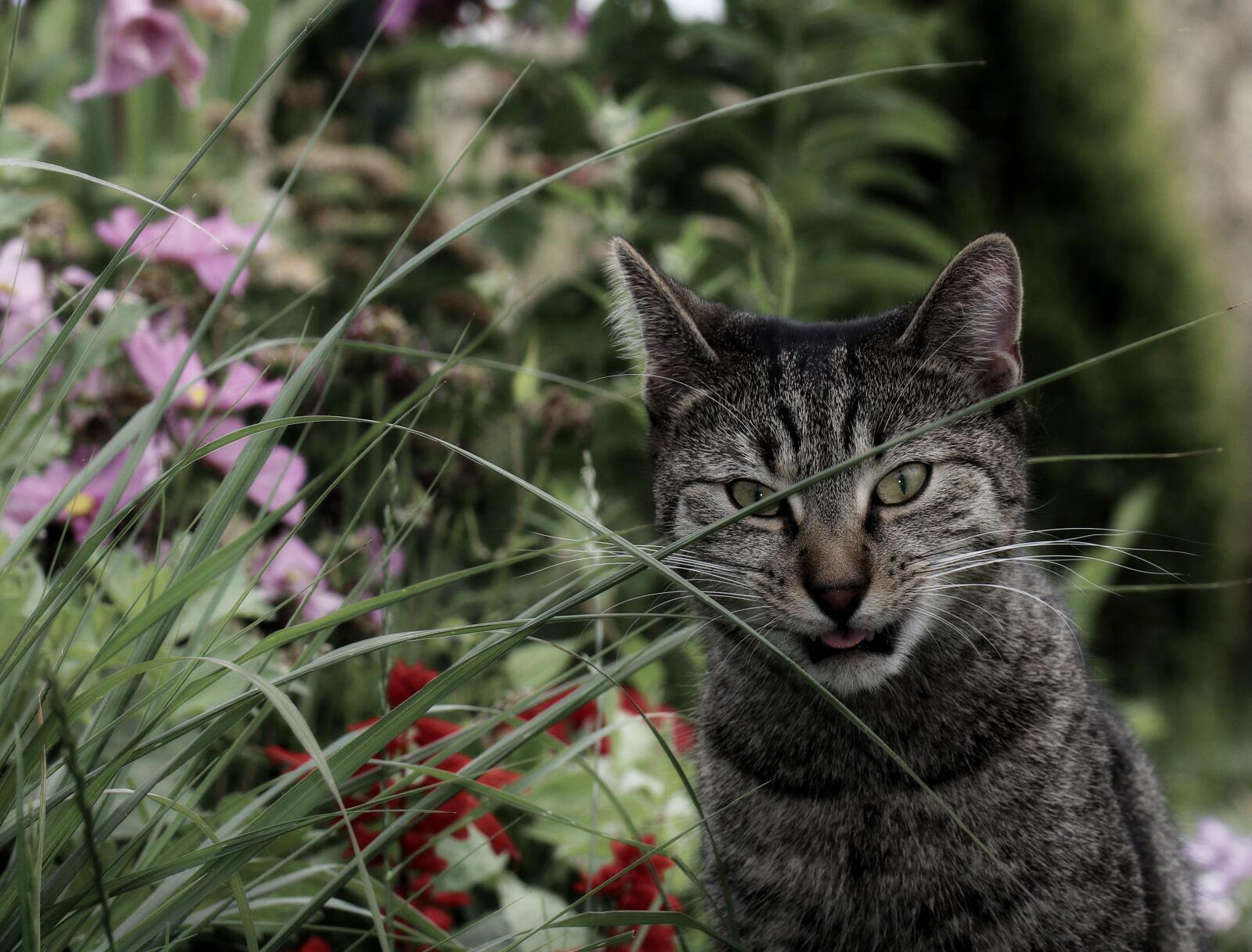 Canon EOS 80D sample photo. Ajaks, cat, sweet photography