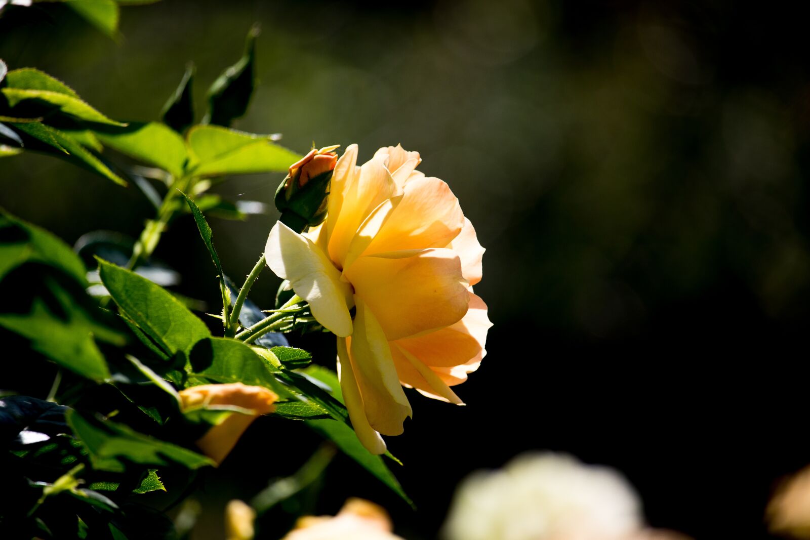 Canon EF-S 55-250mm F4-5.6 IS STM sample photo. Rose, plant, flower photography