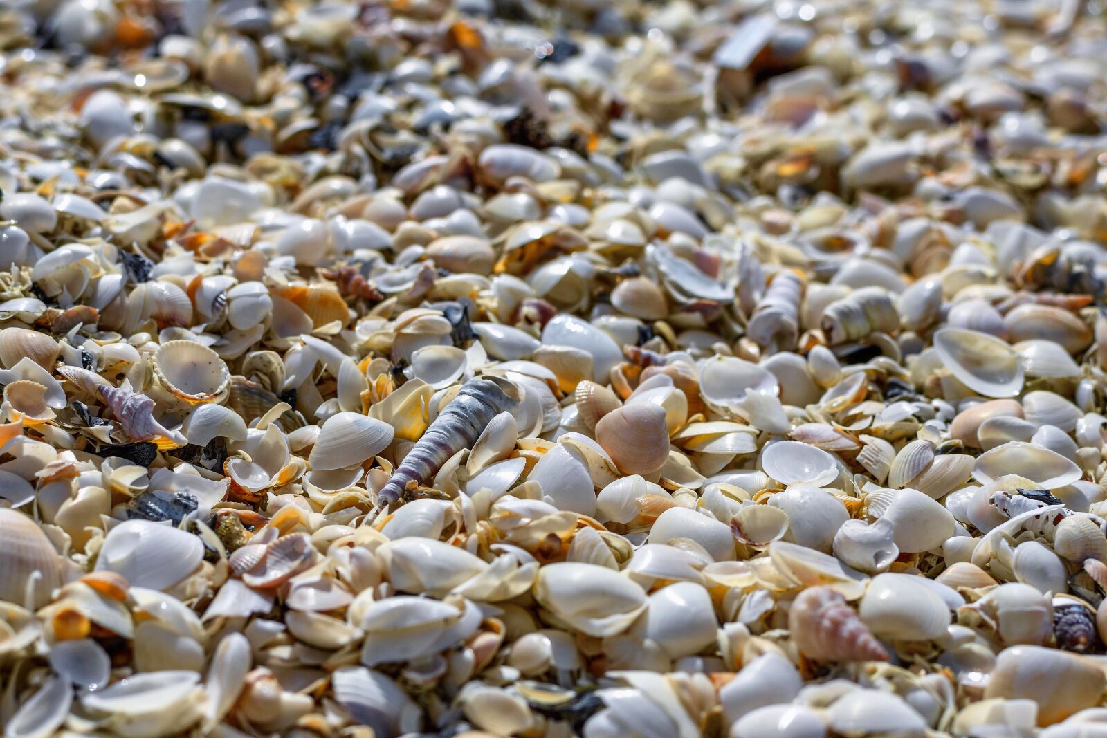 Nikon D7200 sample photo. Mussels, beach, coast photography