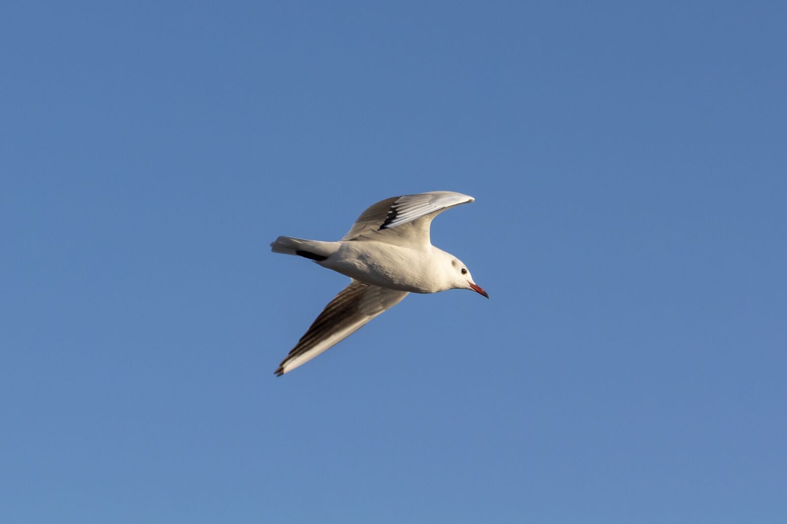 Canon EF75-300mm f/4-5.6 sample photo. Seagull, bird, water bird photography