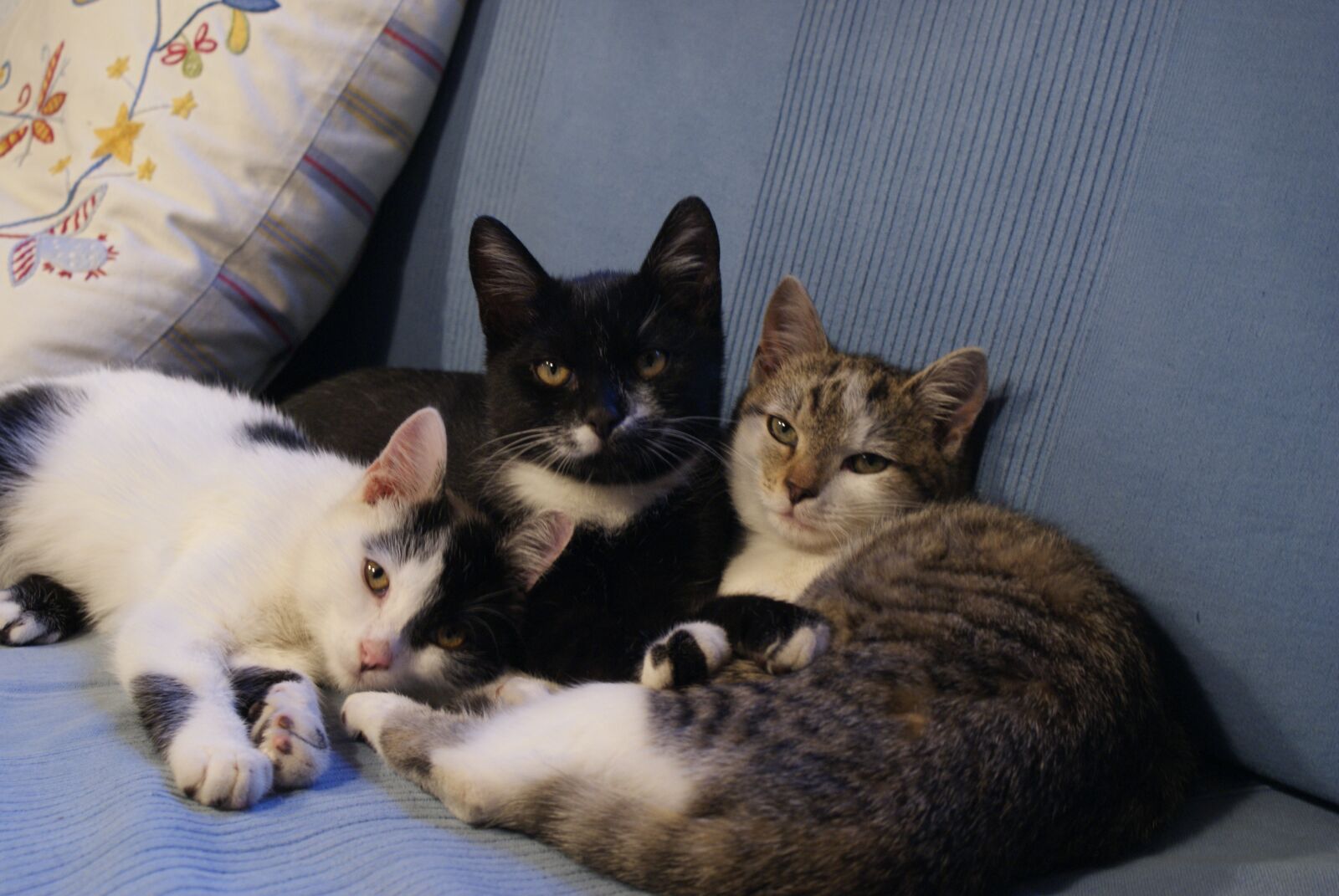 Sony Alpha DSLR-A200 sample photo. Cat, snuggle, pets photography