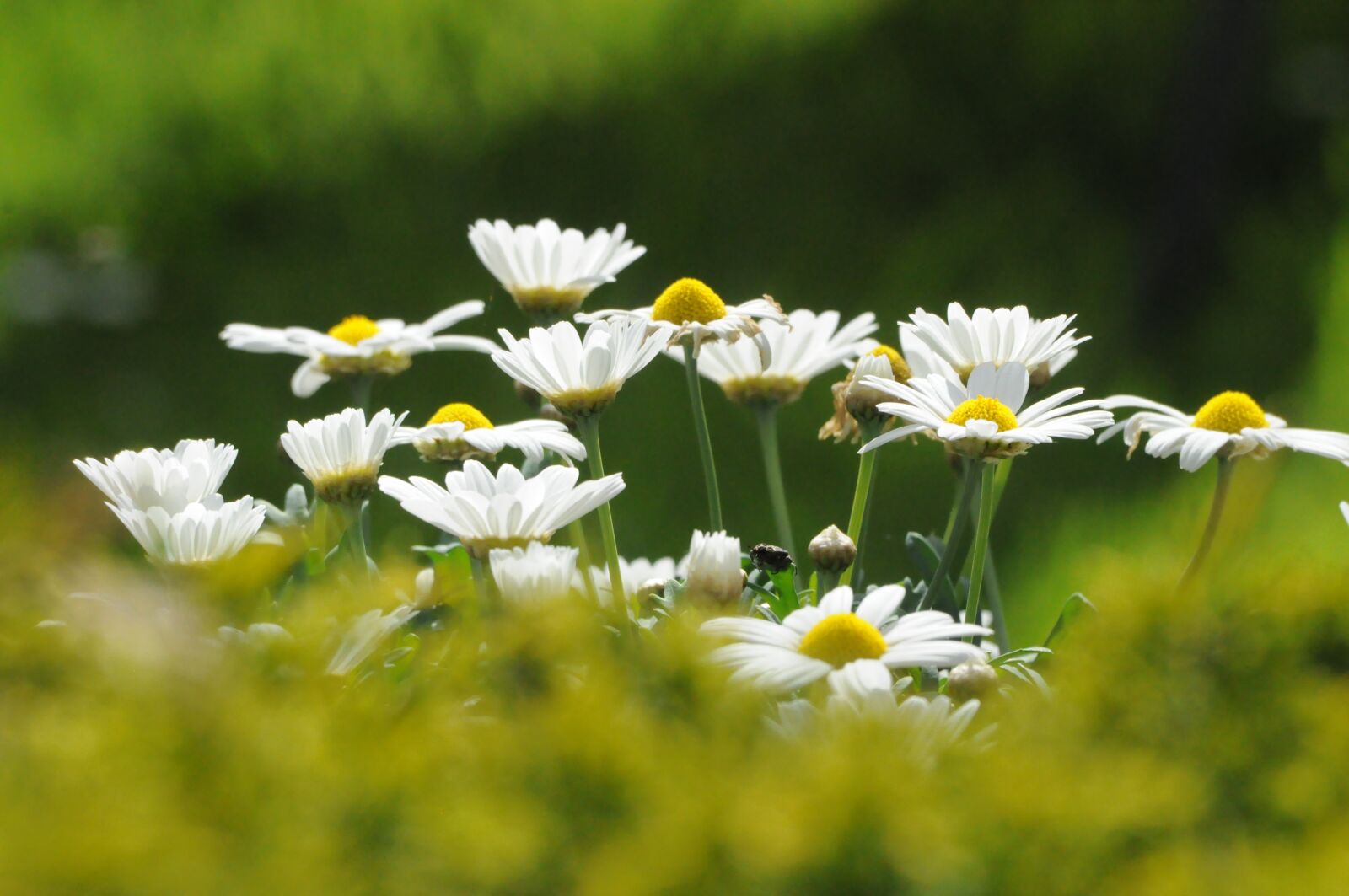Nikon D5000 sample photo. Flowers, margueritte, marguerittes photography