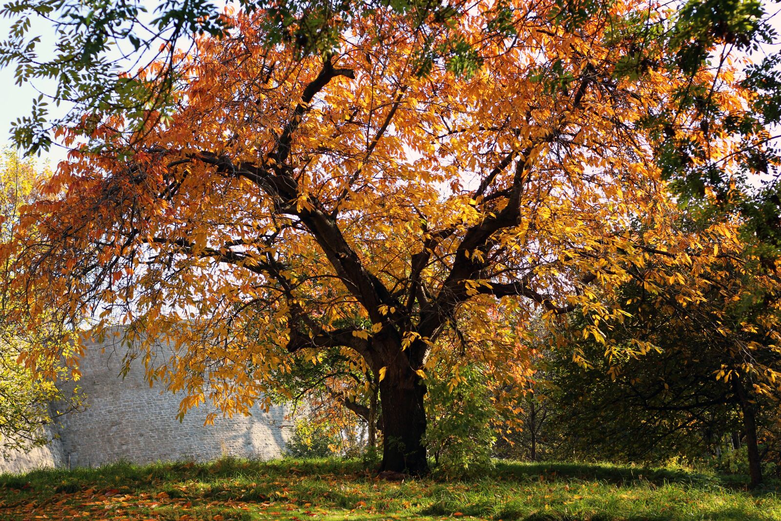 Canon EOS 700D (EOS Rebel T5i / EOS Kiss X7i) + Canon EF 50mm F1.8 STM sample photo. Autumn, tree, idyll photography