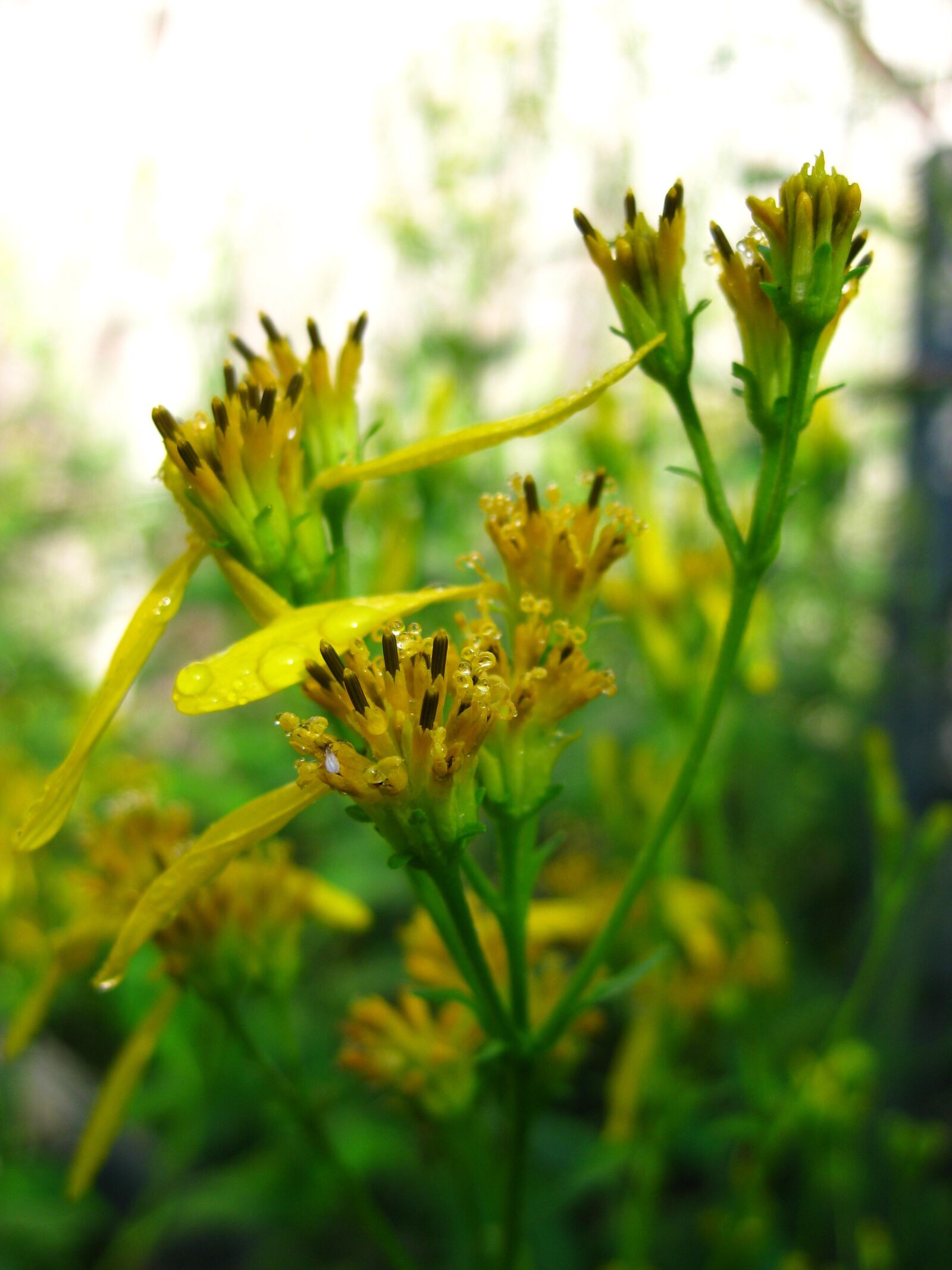 Canon PowerShot SD1100 IS (Digital IXUS 80 IS / IXY Digital 20 IS) sample photo. Nature, wildflowers, yellow photography