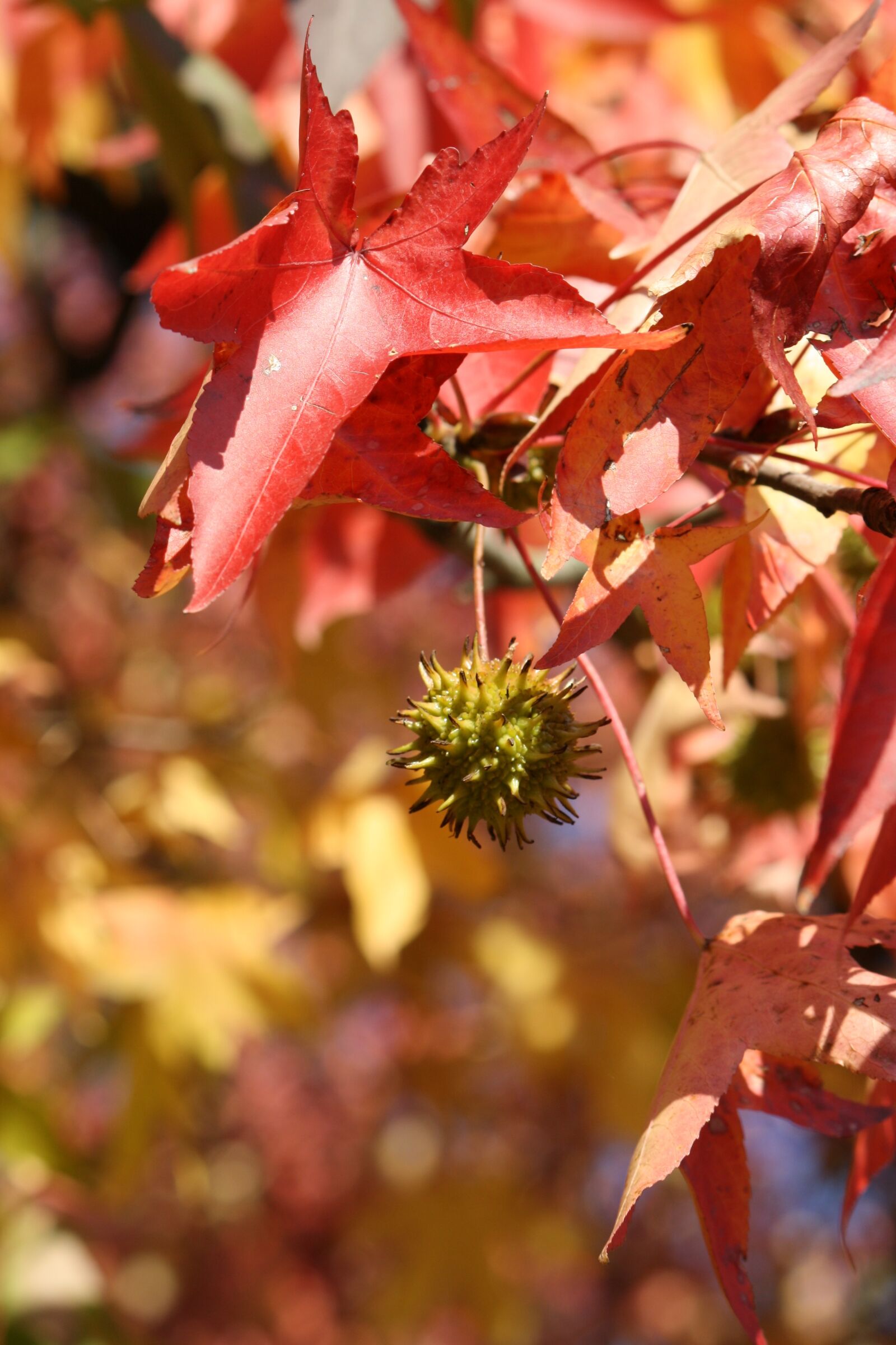 Canon EOS 1000D (EOS Digital Rebel XS / EOS Kiss F) sample photo. Leaf, autumn, red photography