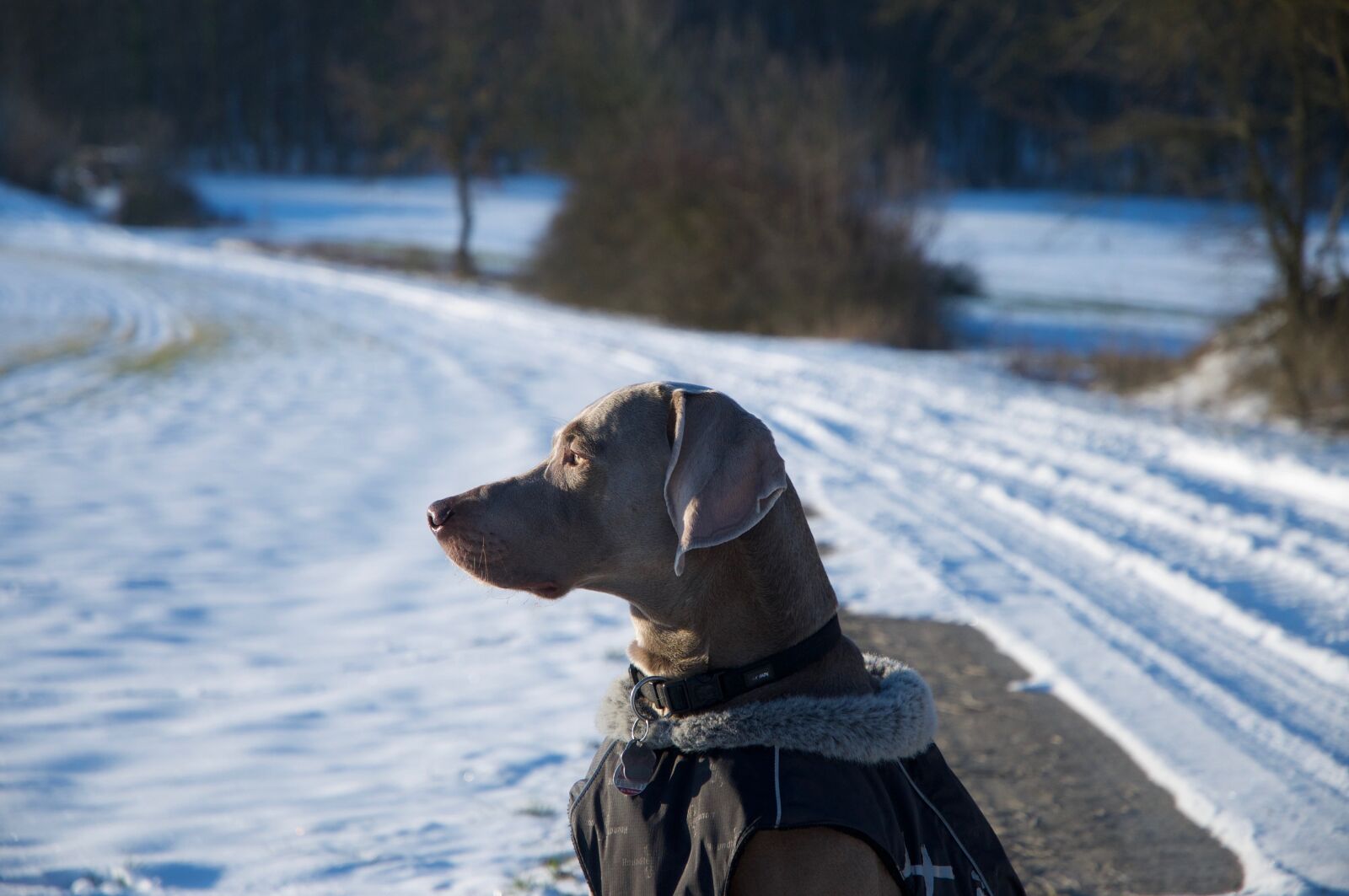 Nikon D300 sample photo. Dog, weimaraner, winter photography