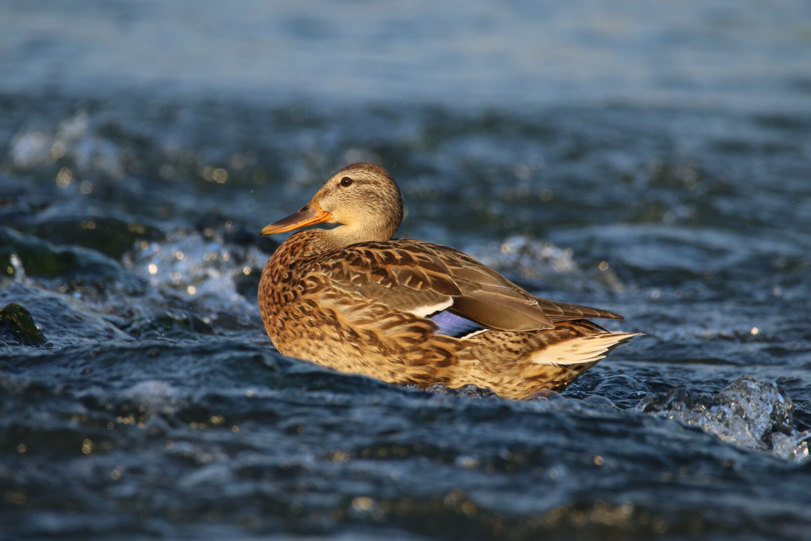 Canon EOS 70D sample photo. Water, duck, bird photography