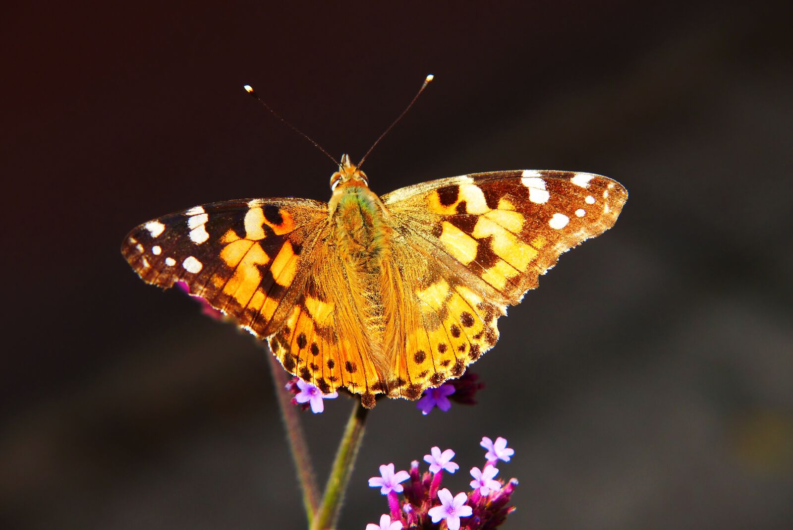 Panasonic Lumix DMC-FZ200 sample photo. The painted lady, butterfly photography