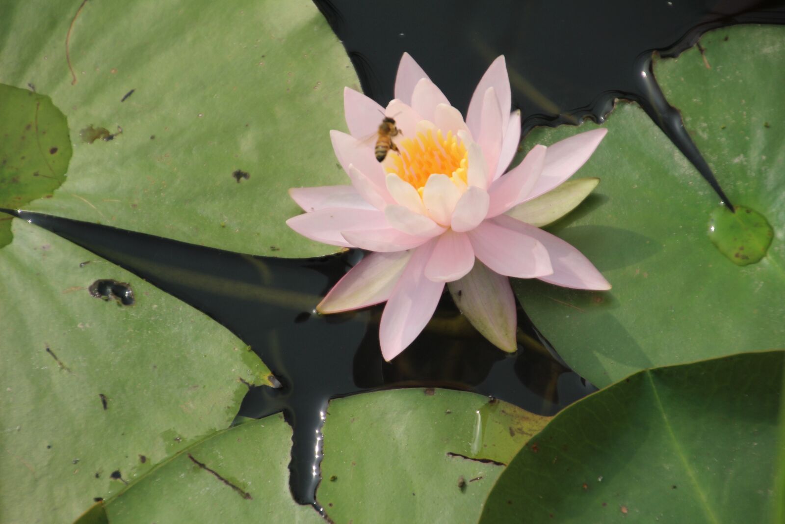 Canon EOS 100D (EOS Rebel SL1 / EOS Kiss X7) sample photo. Water-lily, flower, bee photography