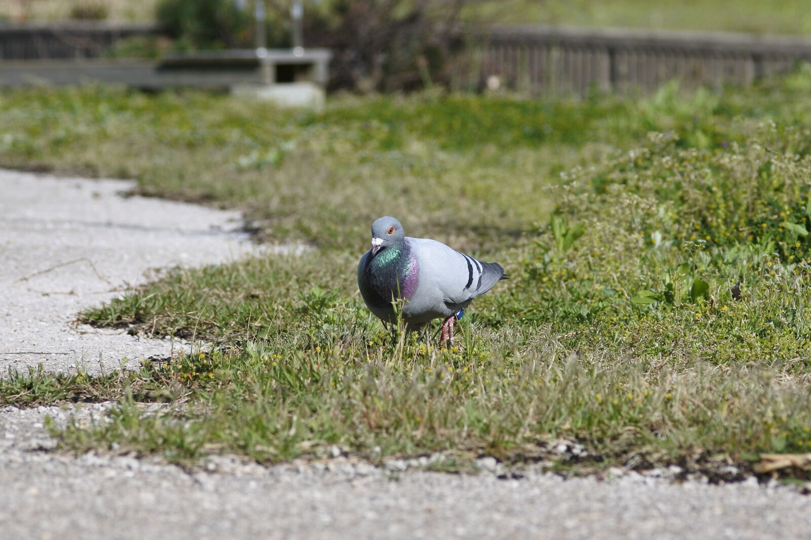 Nikon 1 J5 + VR 55-200mm f/4-5.6G sample photo. Animal, bird, dove photography