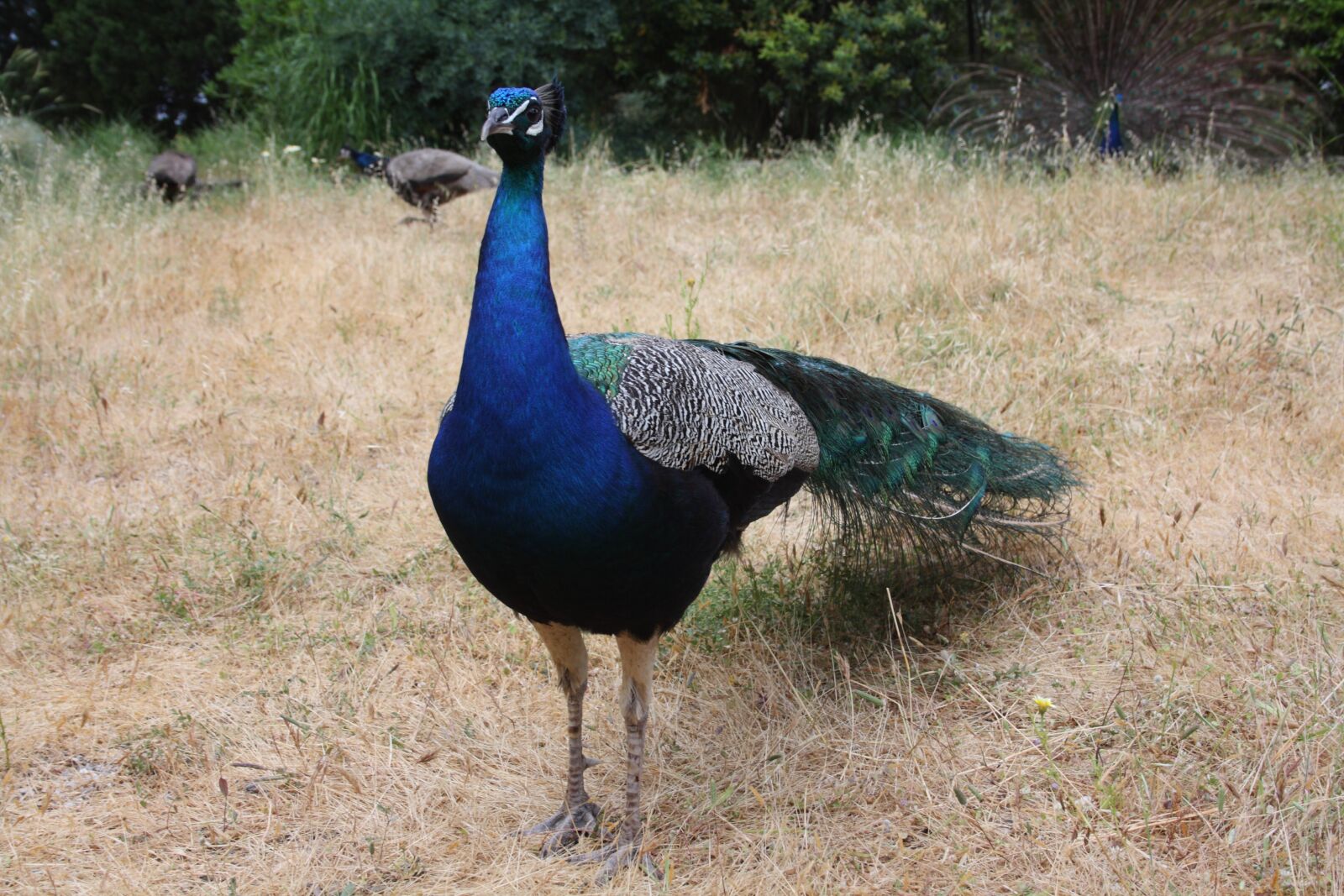 Canon EOS 1000D (EOS Digital Rebel XS / EOS Kiss F) sample photo. Peacock, bird, zoo photography