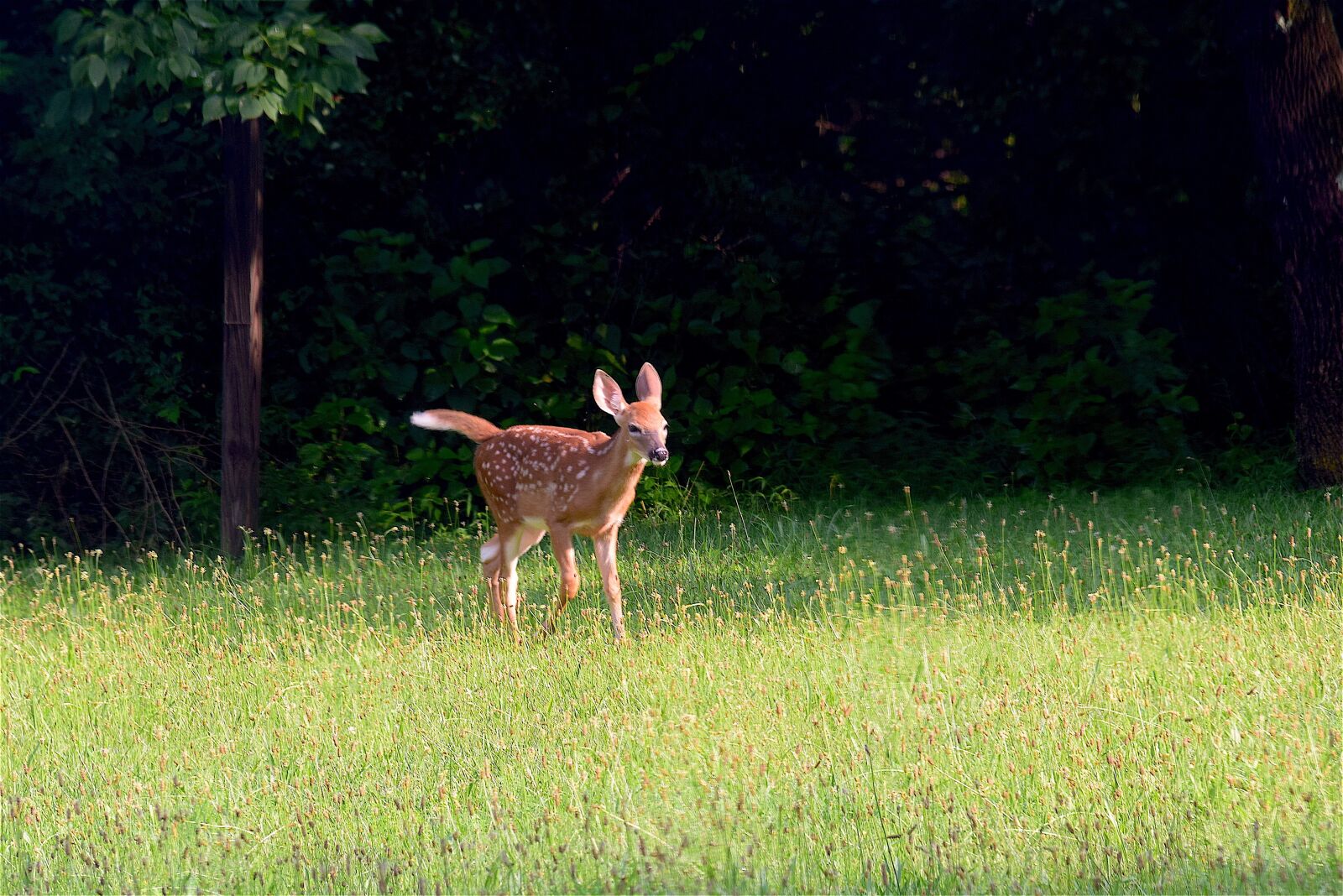 Nikon D3300 sample photo. Fawn, running, grass photography