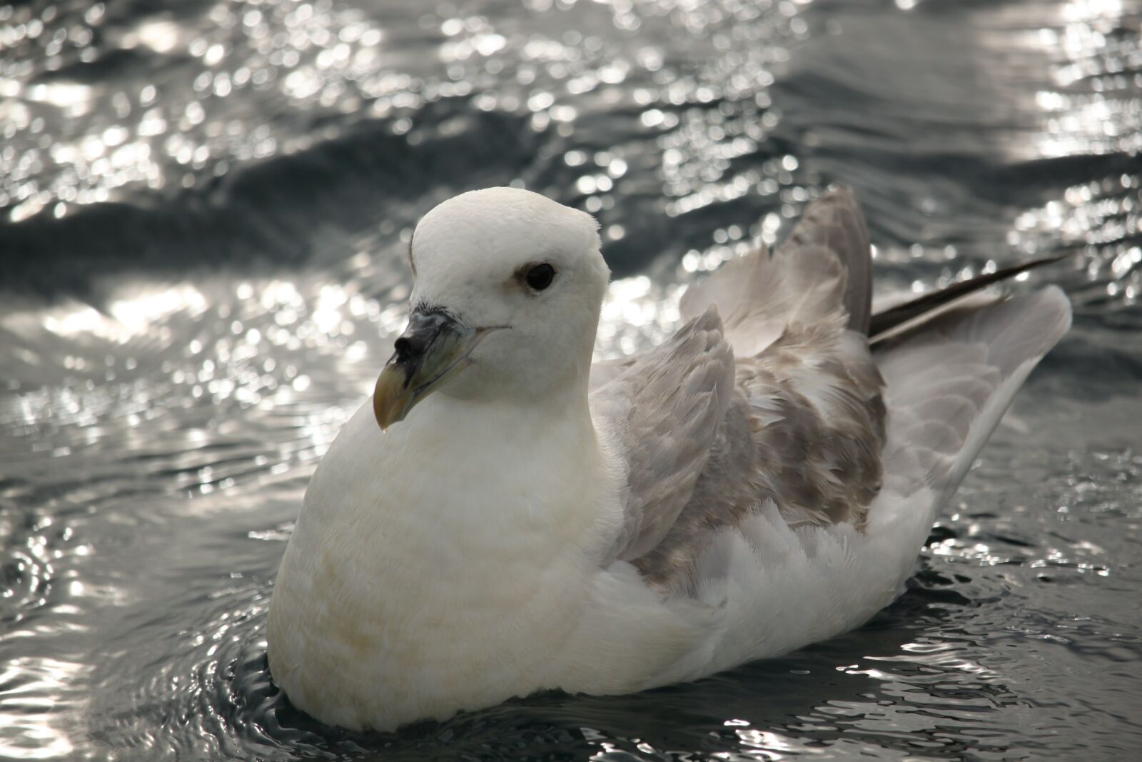 Canon EOS 500D (EOS Rebel T1i / EOS Kiss X3) sample photo. Bird, m sf gel photography