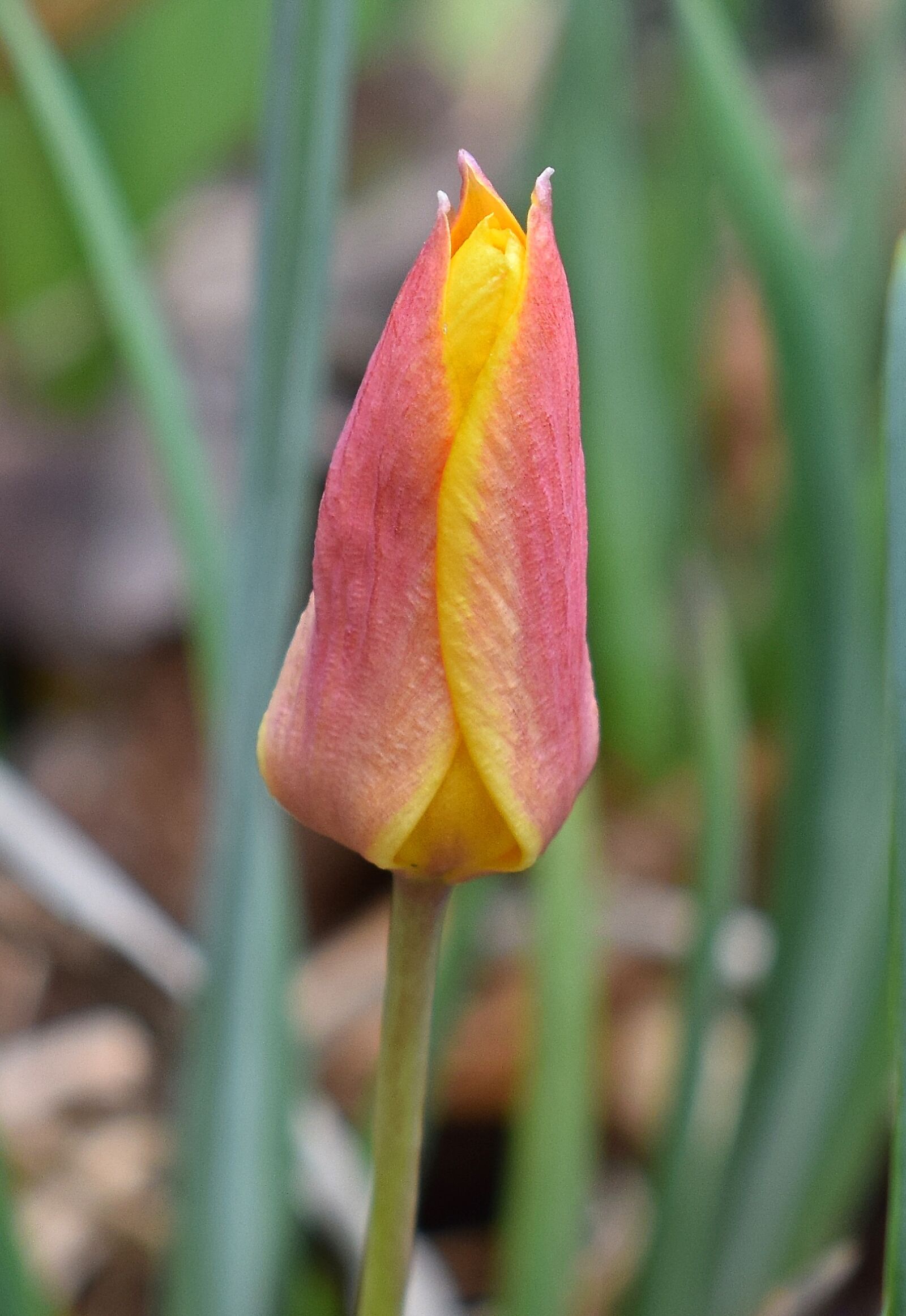 Nikon D3300 sample photo. Species tulip, tulip, flower photography