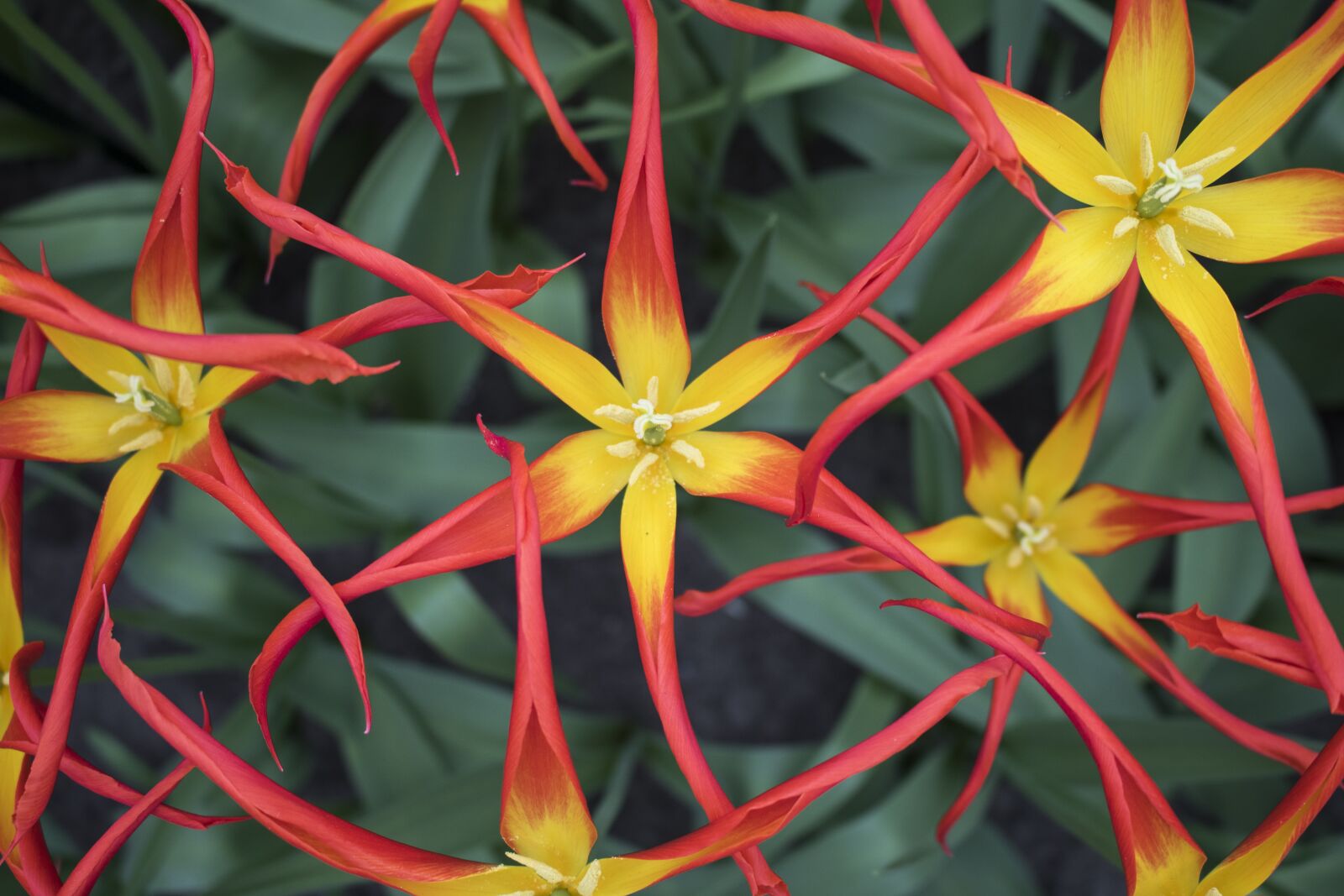 Canon EOS 750D (EOS Rebel T6i / EOS Kiss X8i) sample photo. Flower, holland, europe photography