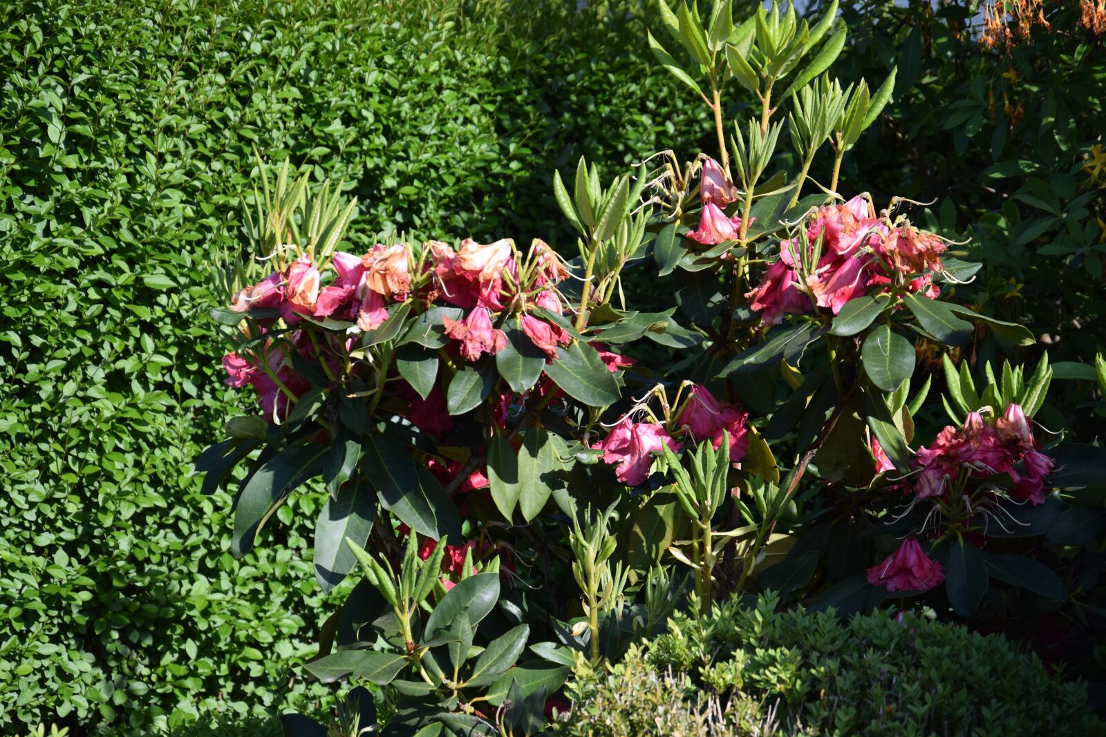 Nikon D5300 sample photo. Flower, summer, spring photography