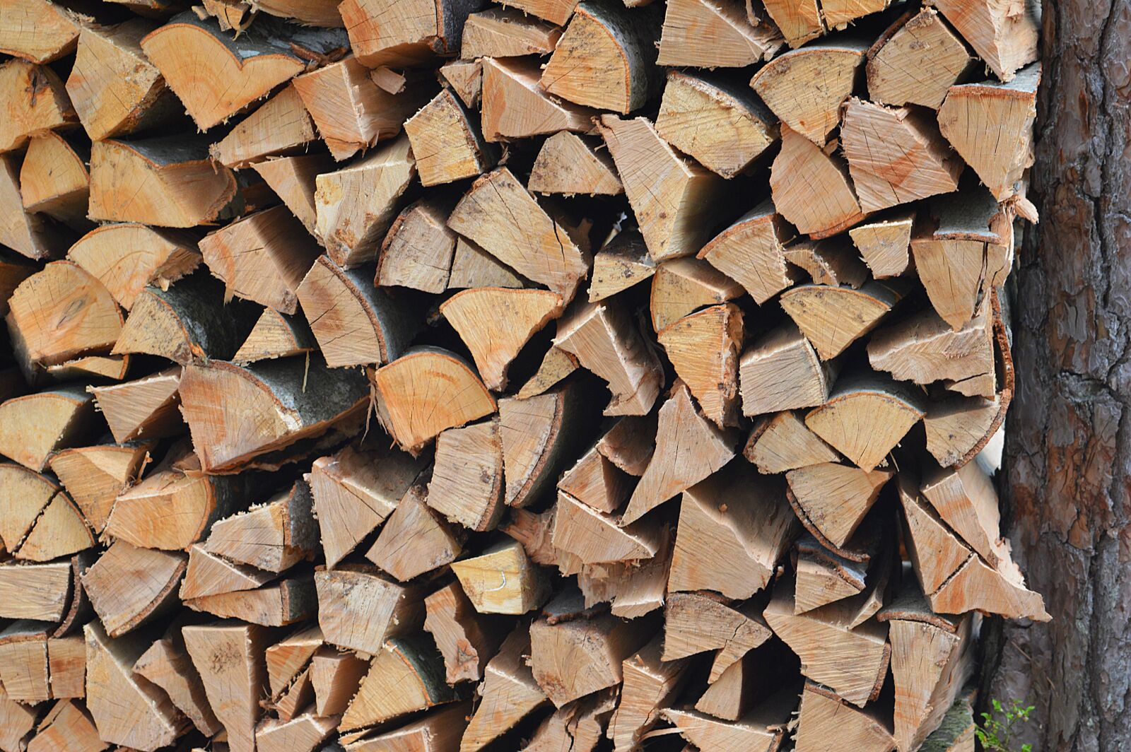Nikon D3200 sample photo. Wood, tree, firewood photography