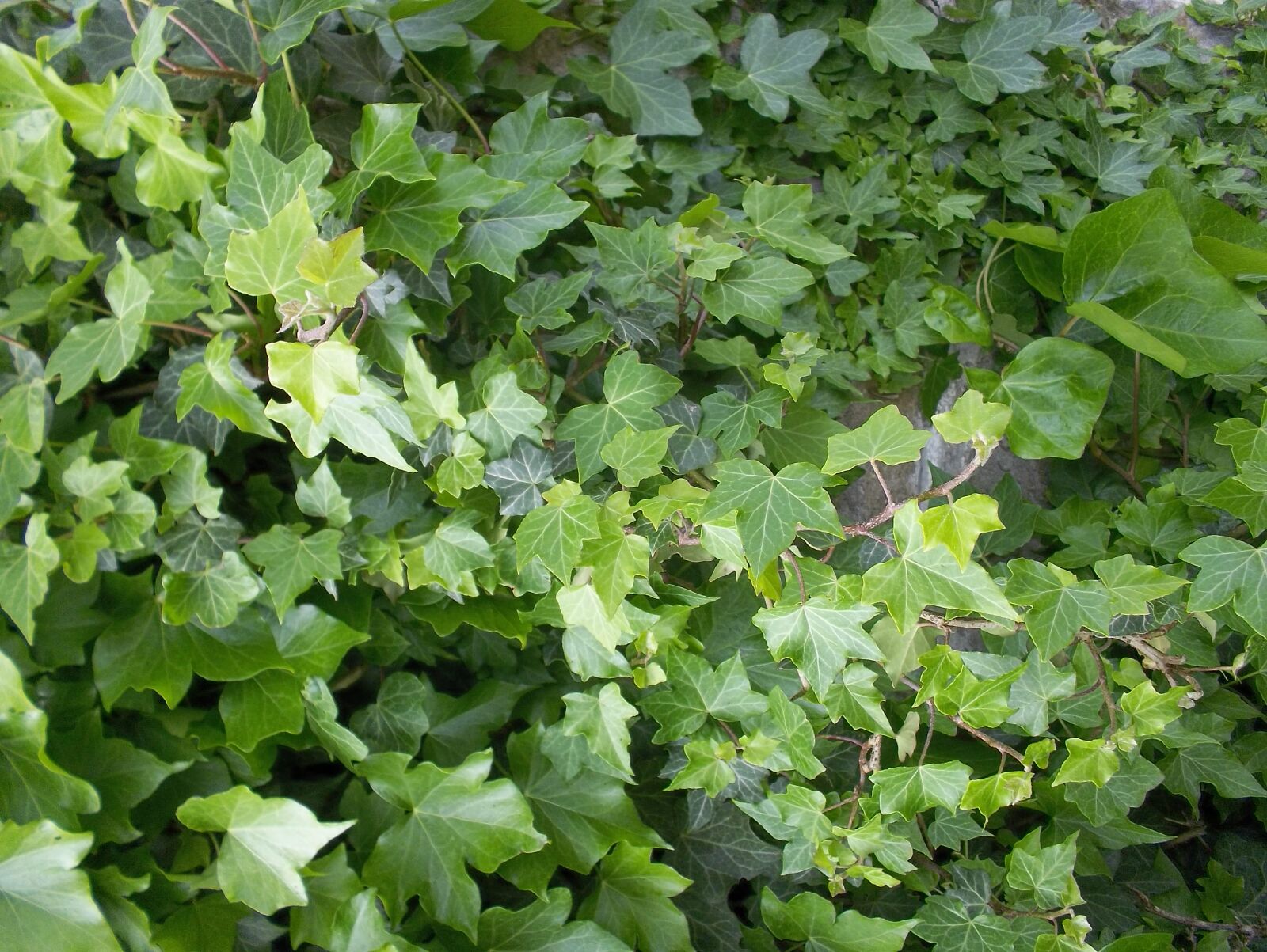 Kodak EASYSHARE MINI CAMERA, M200 sample photo. Green, vine, leaves photography