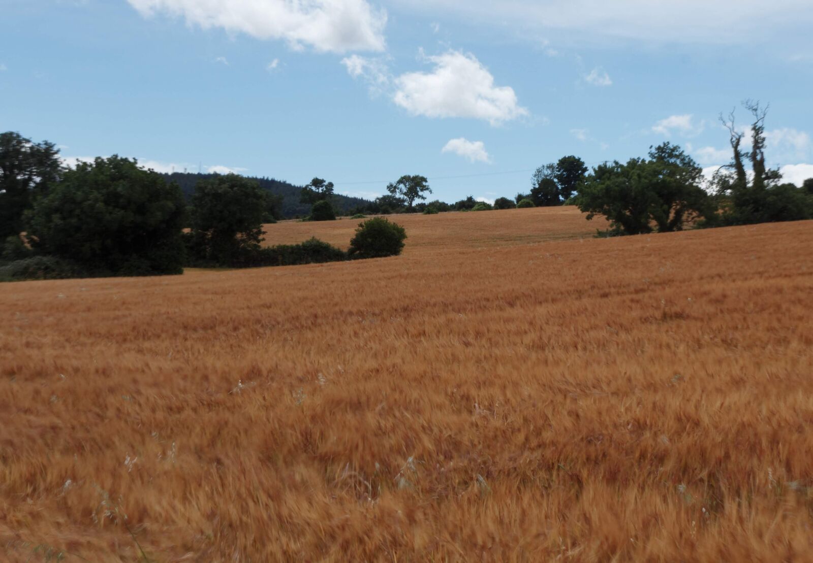 Canon EOS 600D (Rebel EOS T3i / EOS Kiss X5) sample photo. Wicklow, greystones, field photography