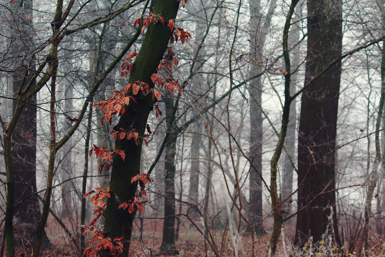 Canon EF-S 55-250mm F4-5.6 IS II sample photo. Fog, nature, landscape photography