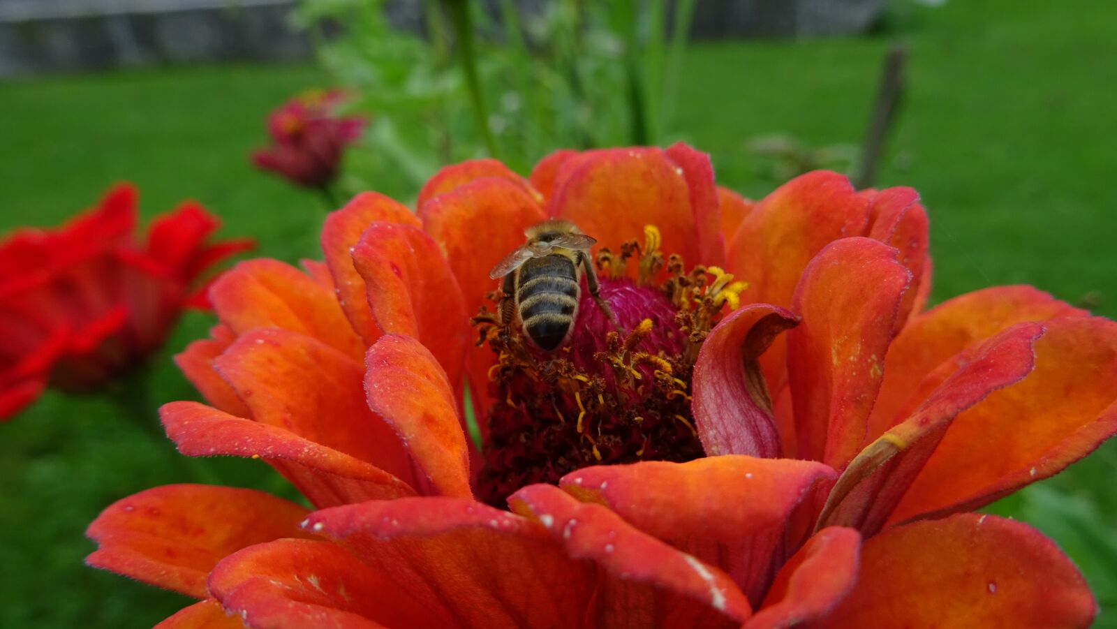 Sony DSC-HX60 sample photo. Flower, bee, plant photography