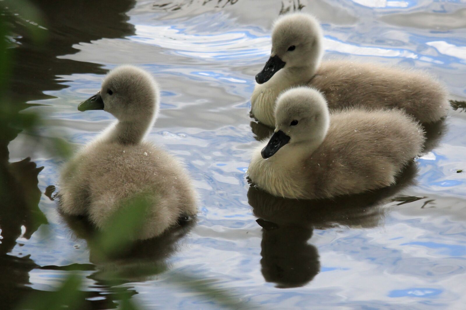 Canon EOS 500D (EOS Rebel T1i / EOS Kiss X3) sample photo. Swan, babies, chicks photography