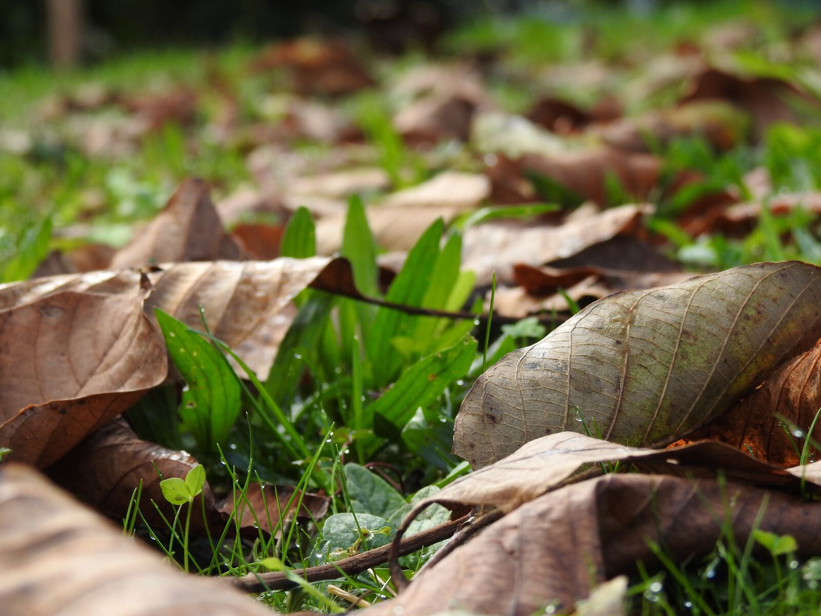 Nikon Coolpix P900 sample photo. Fall, leaves, green photography