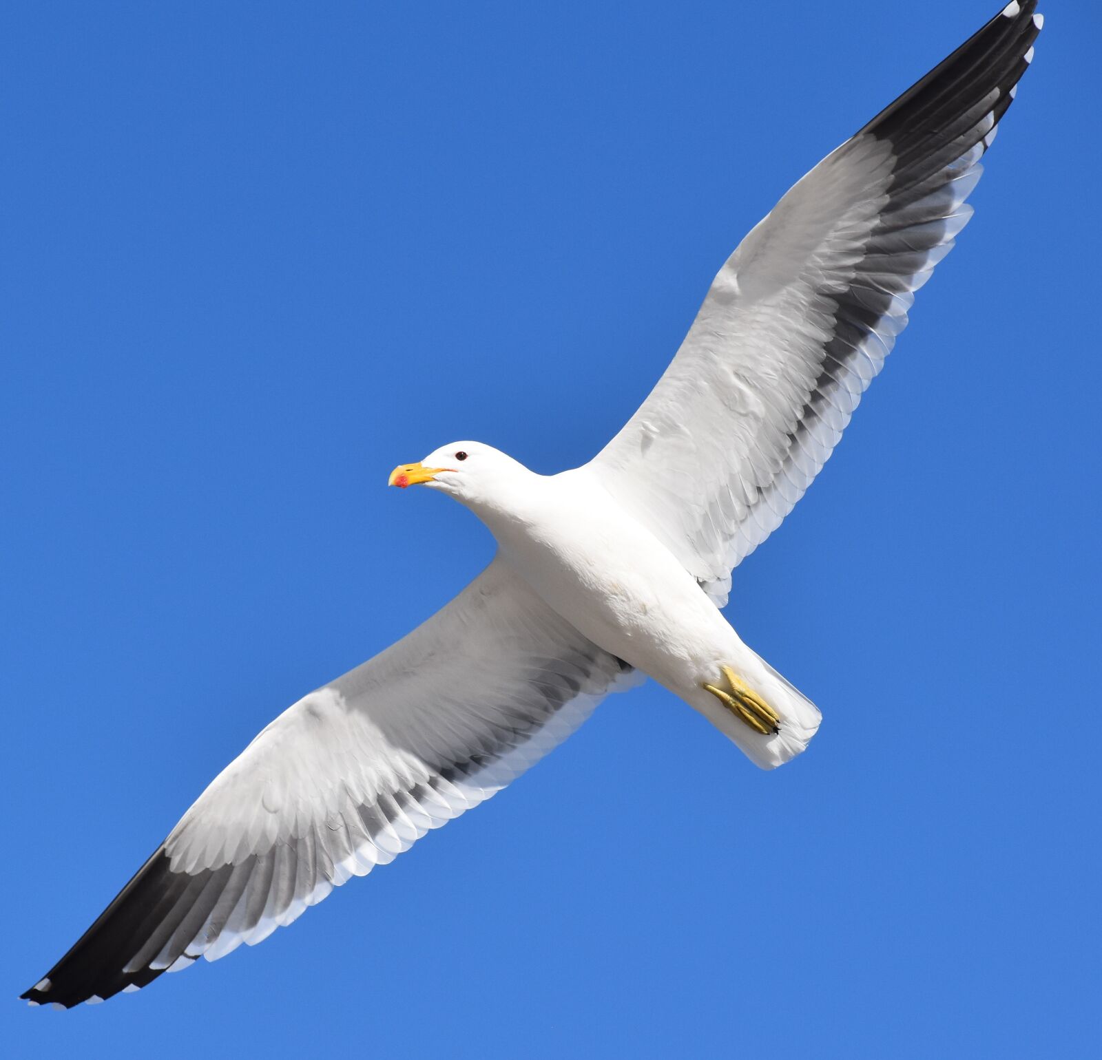 Nikon D5500 sample photo. Seagull, bird, flying photography