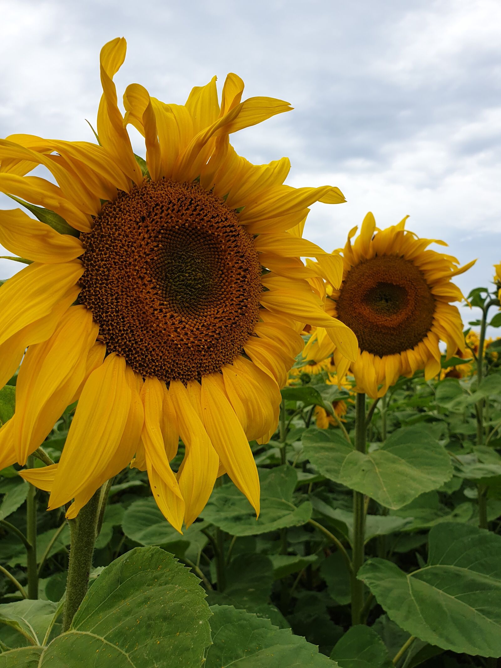 Samsung SM-G960F sample photo. Sunflower, flower, yellow photography