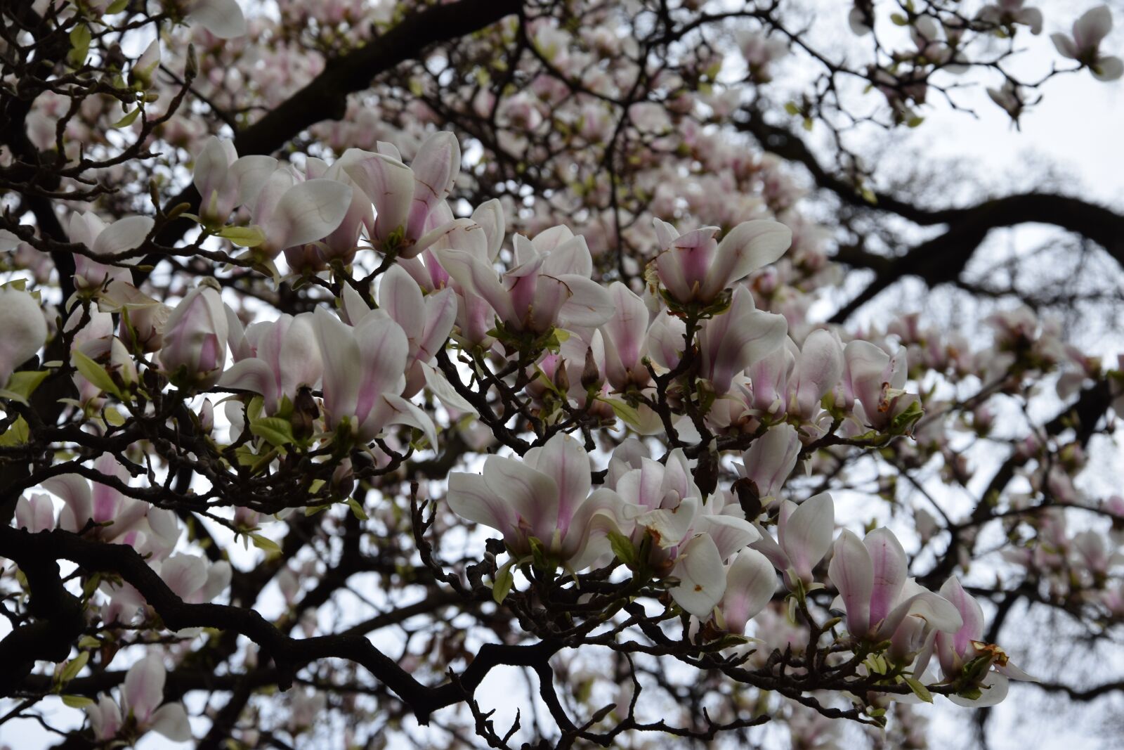 Nikon D5300 sample photo. Flowers, trees, flowering tree photography