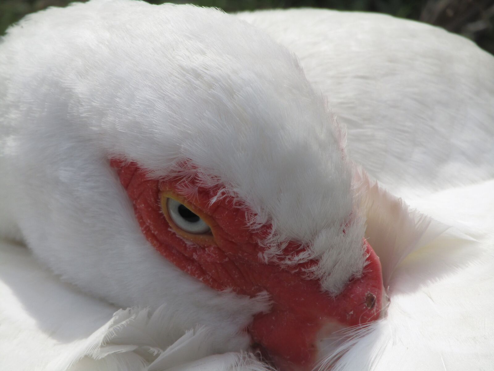 Canon PowerShot SX410 IS sample photo. Duck barbarism, duck, red photography