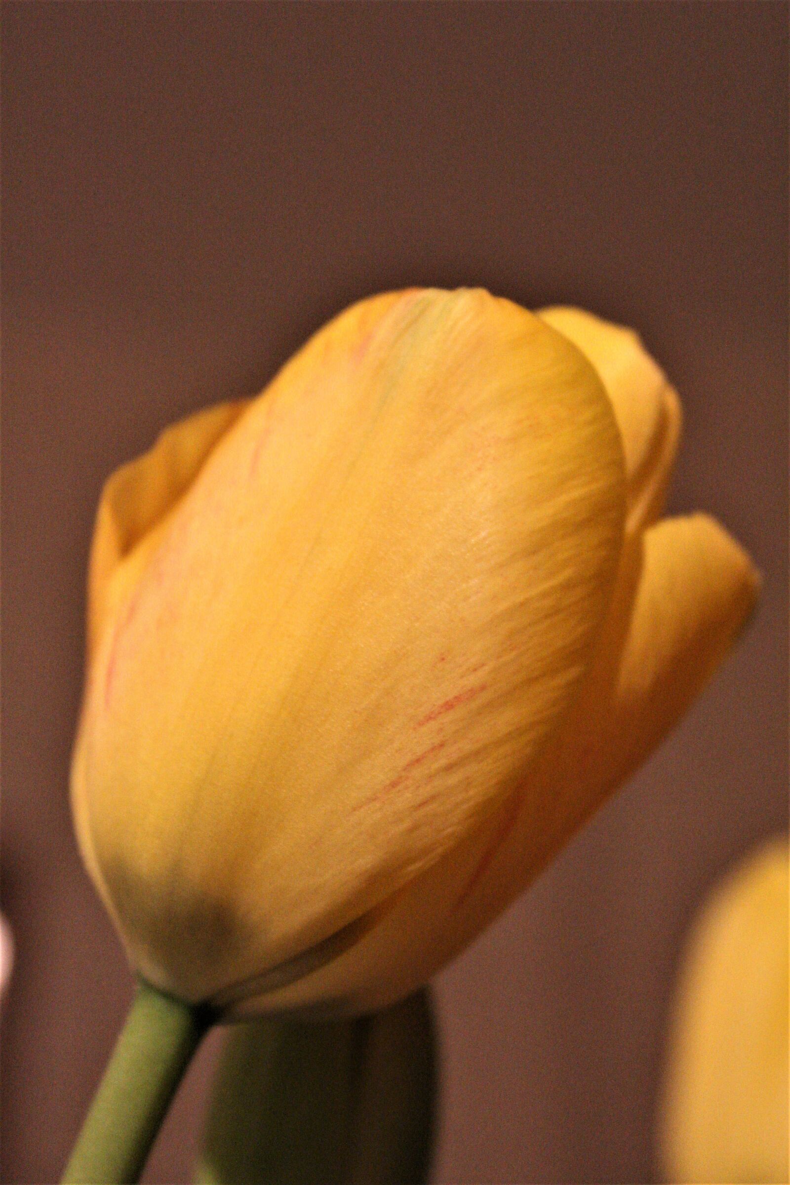 Canon EOS 1200D (EOS Rebel T5 / EOS Kiss X70 / EOS Hi) sample photo. Tulip, yellow, blossom photography
