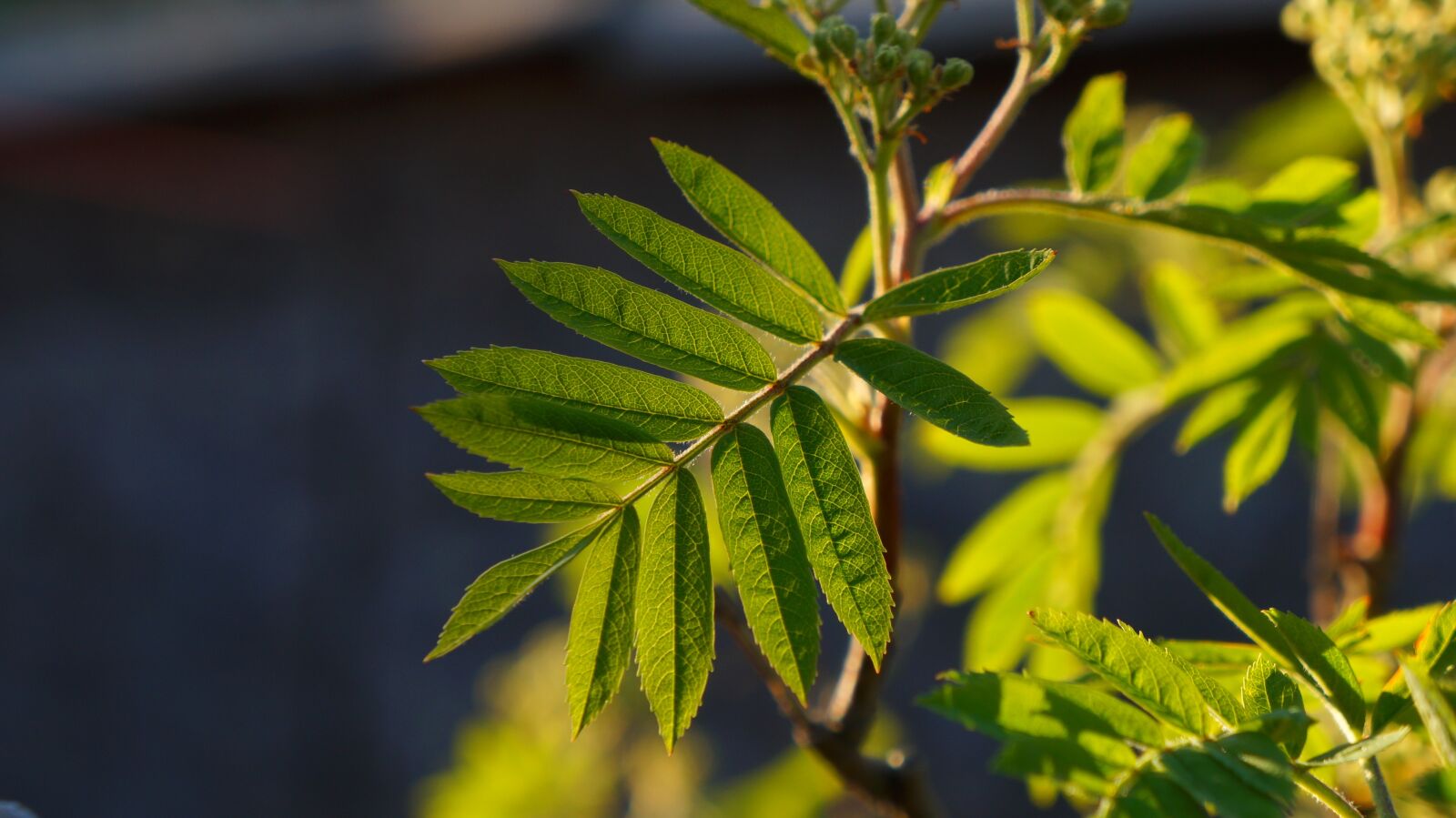 Sony Alpha a3000 + Sony E 18-55mm F3.5-5.6 OSS sample photo. Nature, plants, leaf photography