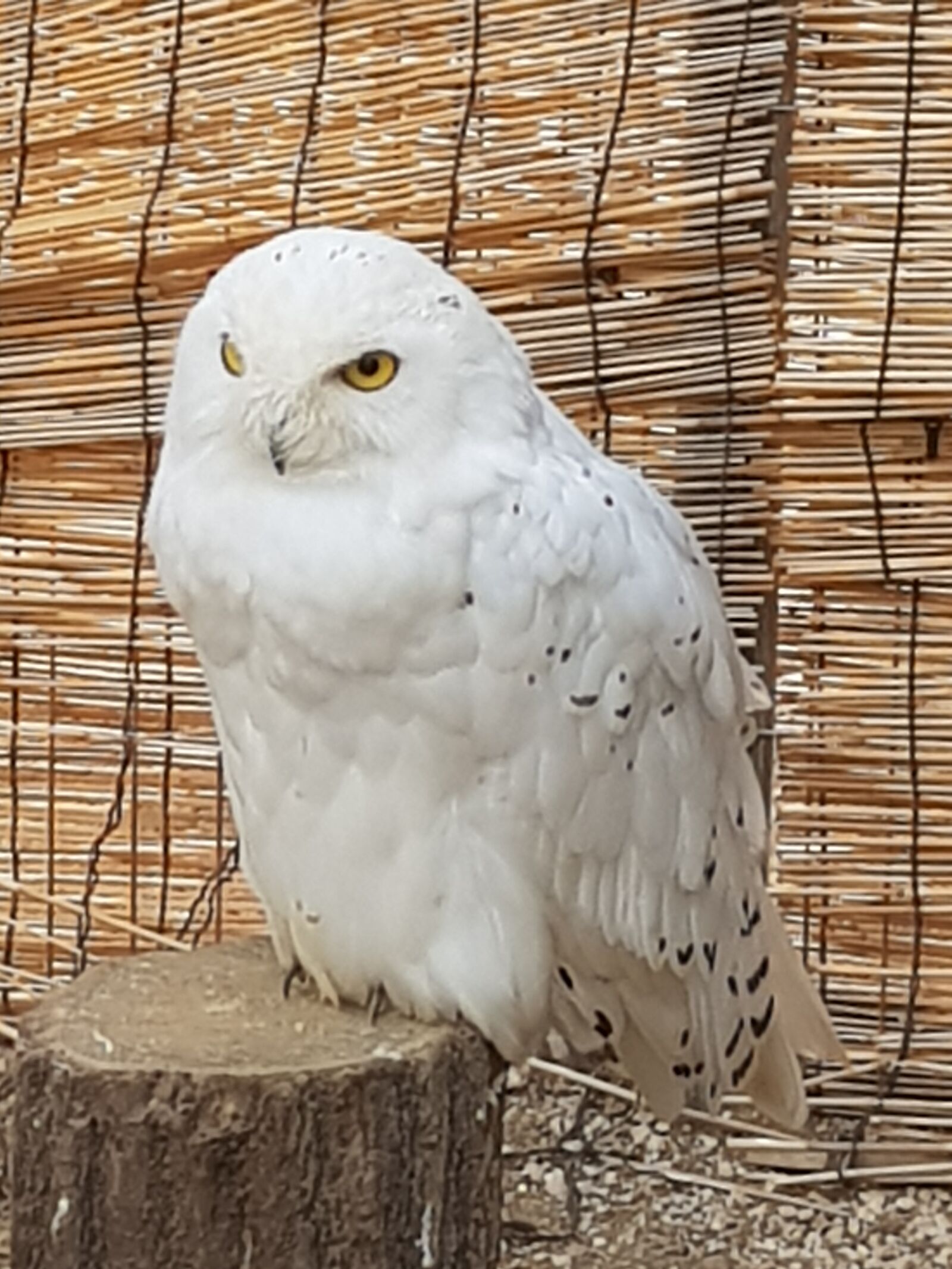 Samsung Galaxy S8 sample photo. Owl, bird, new photography